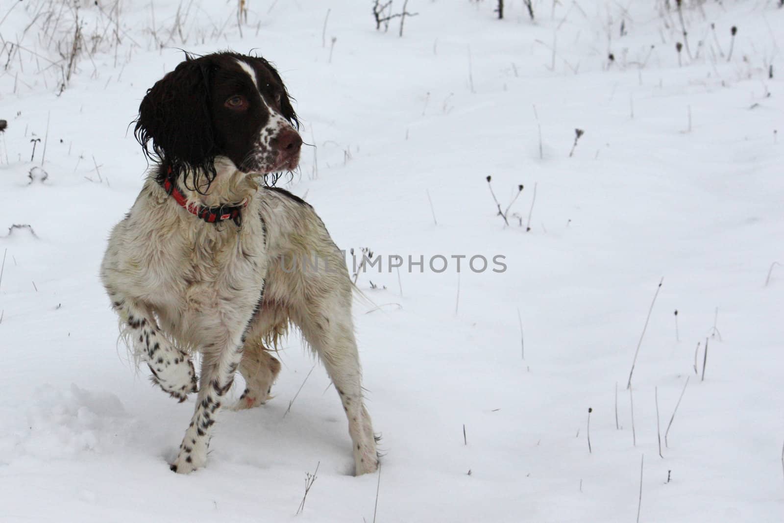 Working English Springer Spaniel pointing in the snow by chrisga