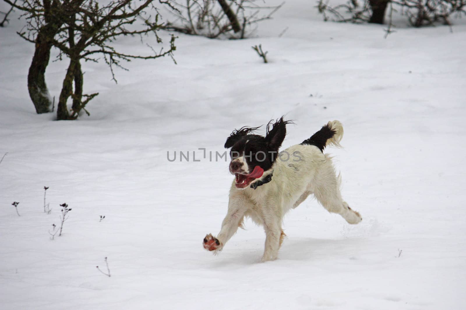 Working English Springer Spaniel running in the snow by chrisga