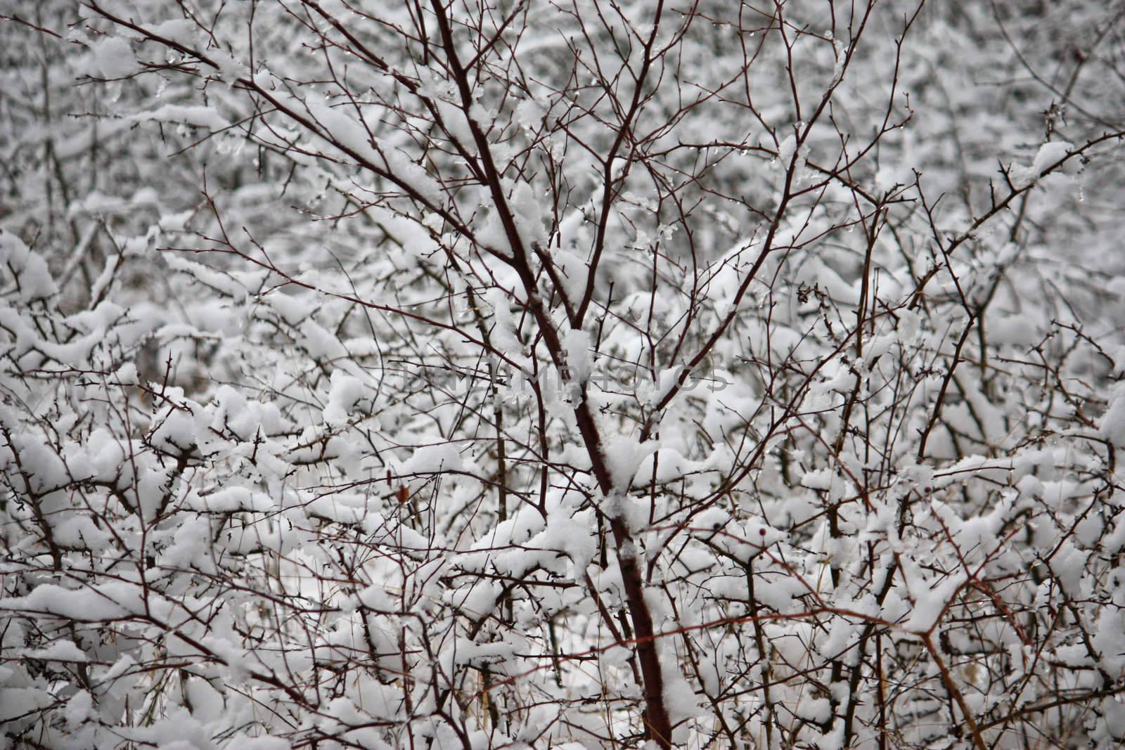 Snow covered branches by chrisga