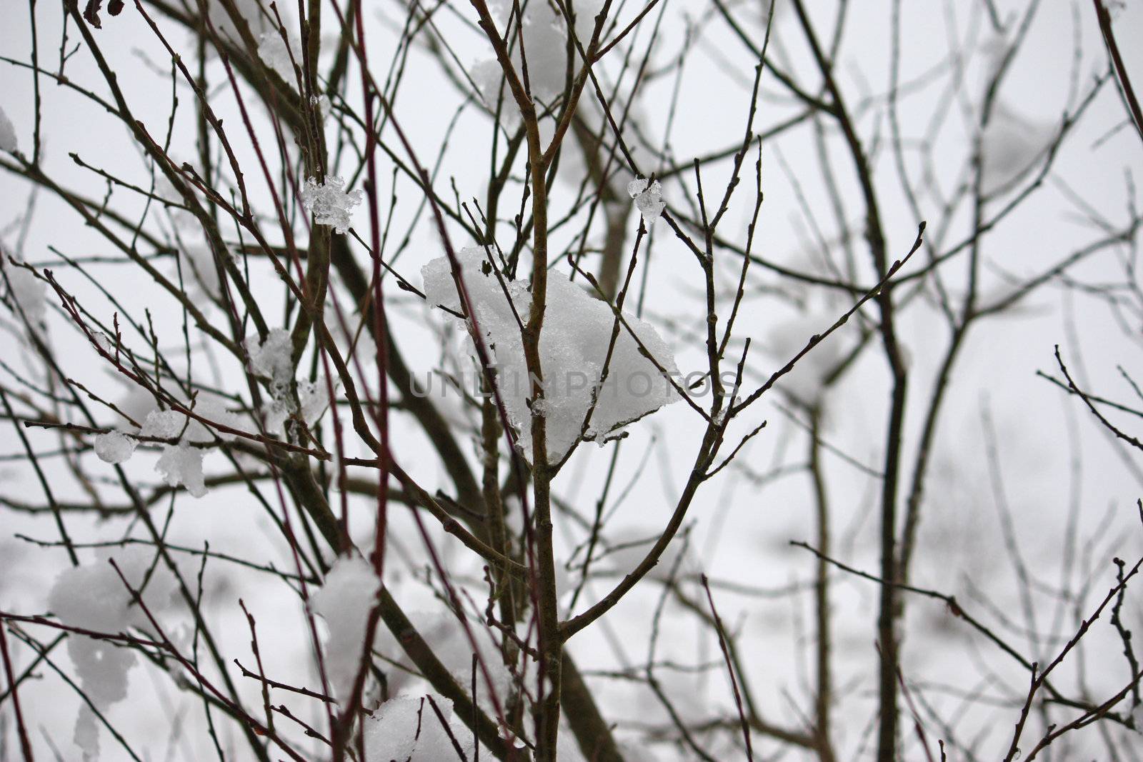 Snow covered branches by chrisga