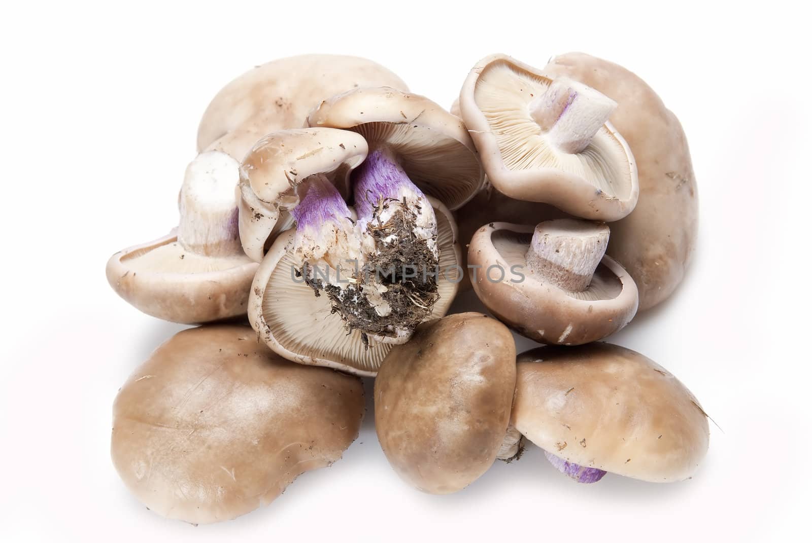 Wood blewits isolated over a white background.