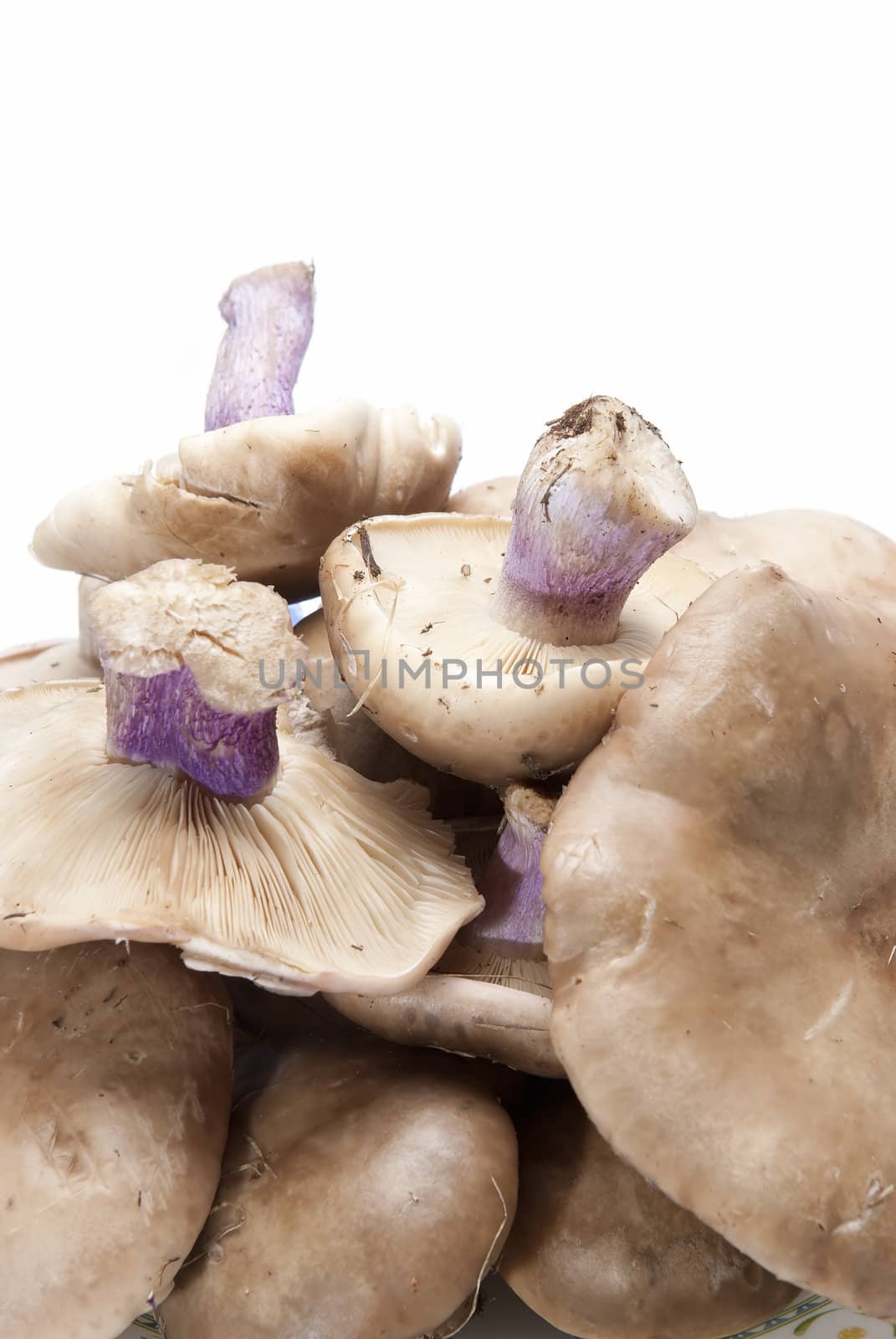 Wood blewits isolated over a white background.