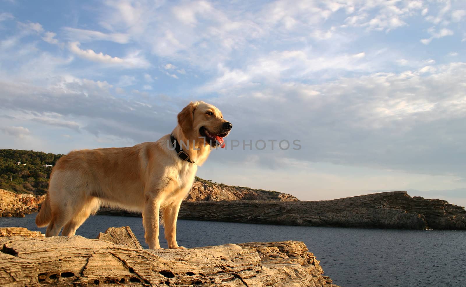 Golden retriever watching the Mediterranean Sea on Ibiza Island