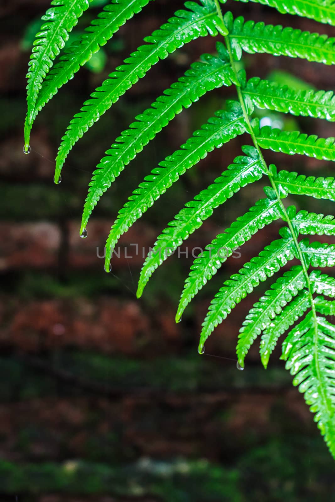 Fern Leaves with Water Droplets