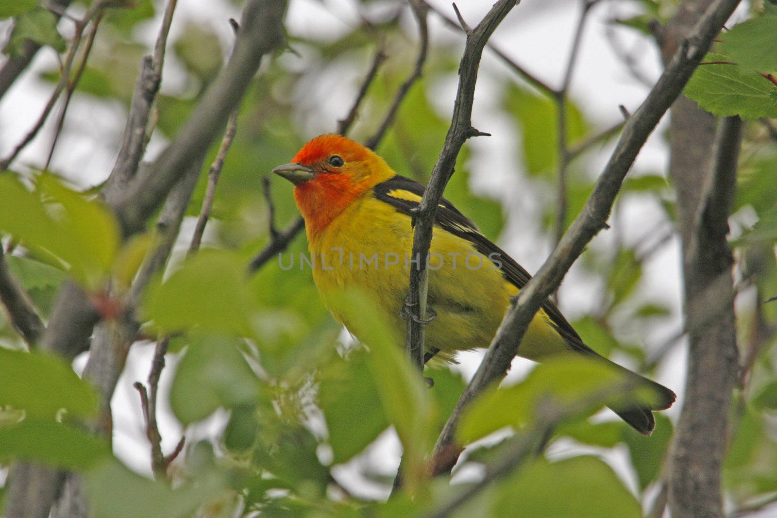 Western Tanager male (Piranga ludoviciana)