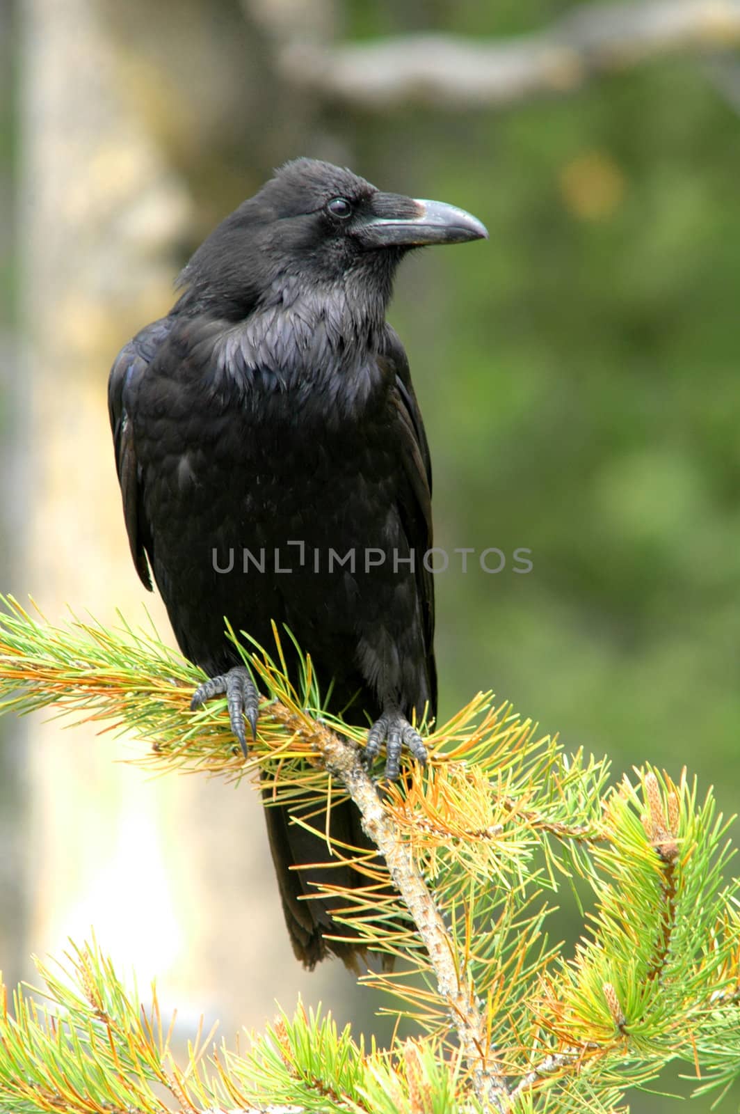 Raven (Corvus corax)