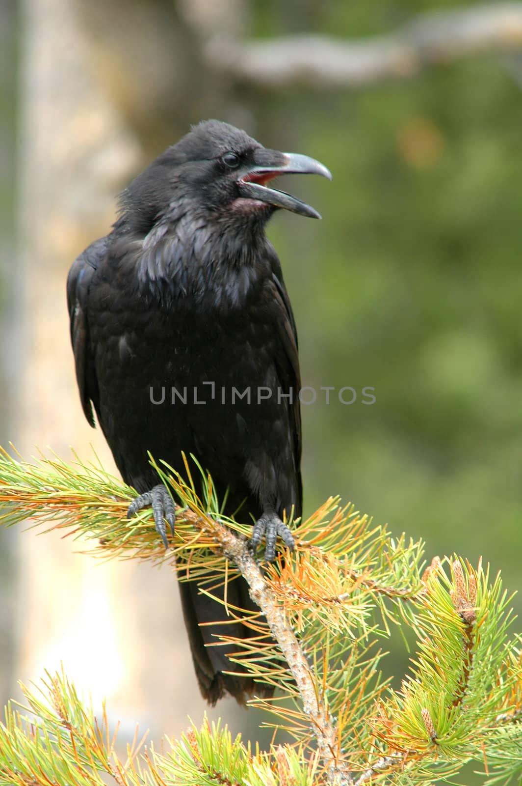 Raven (Corvus corax) by donya_nedomam