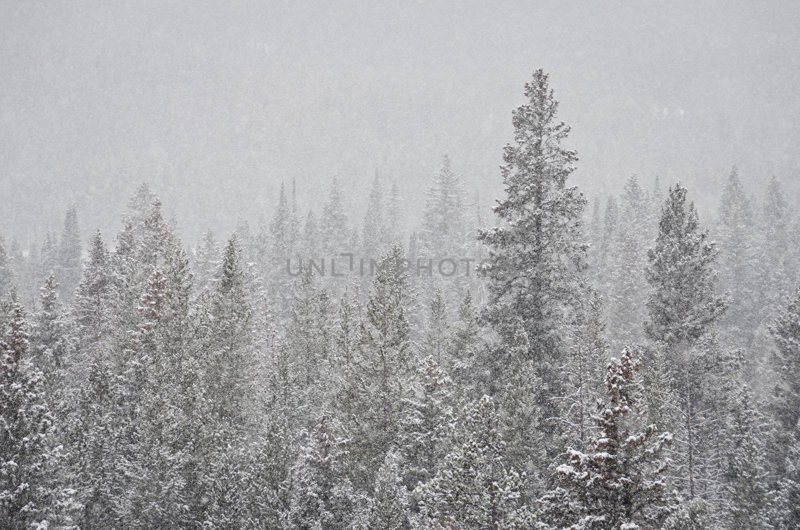 Forest and winter snow storm, Hyalite Canyon, Gallatin National Forest, Montana, USA