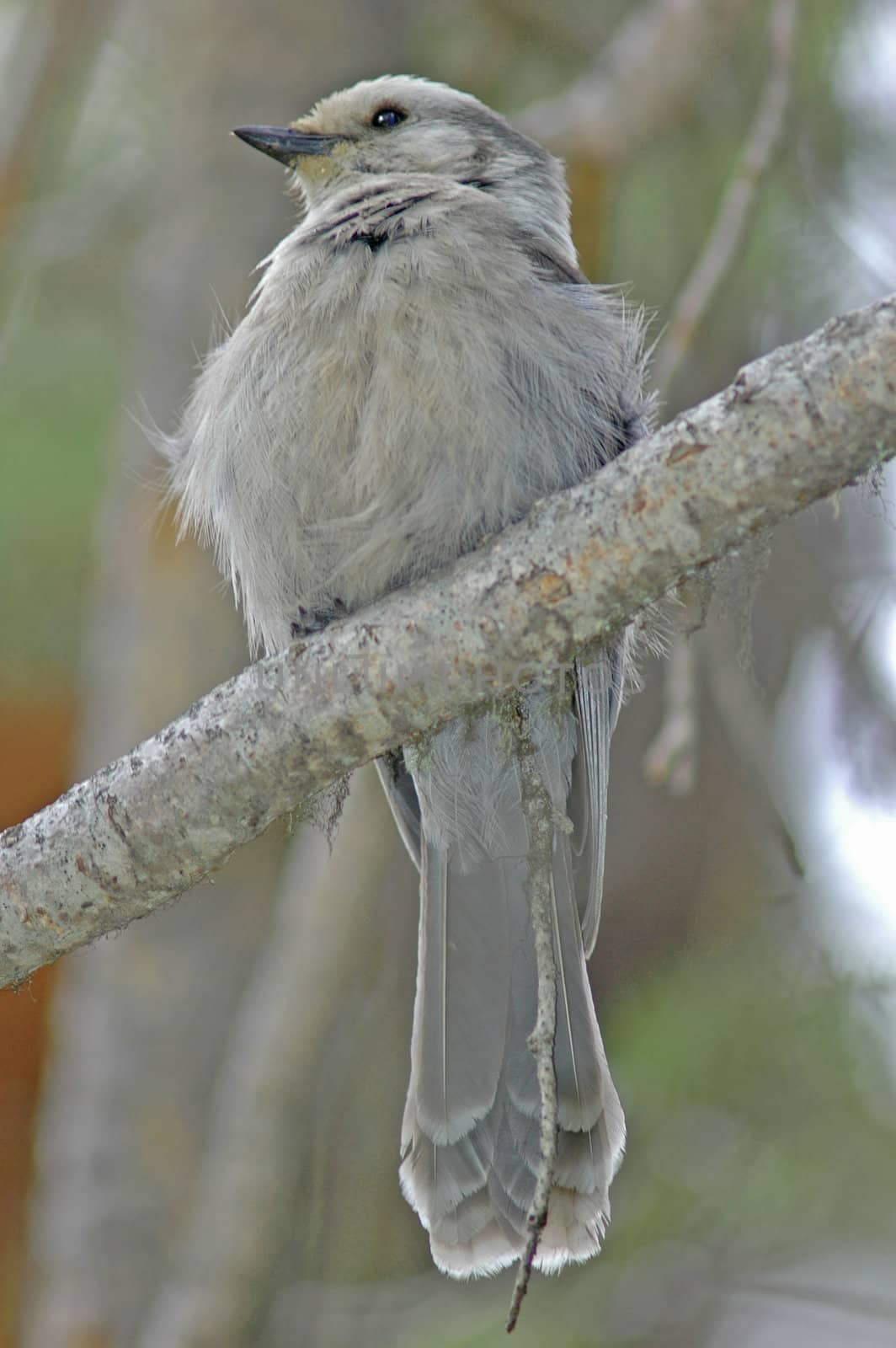 Gray Jay (Perisoreus canadensis) by donya_nedomam