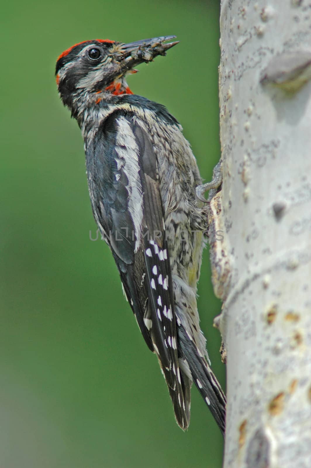 Yellow-bellied Sapsucker (Sphyrapicus varius)