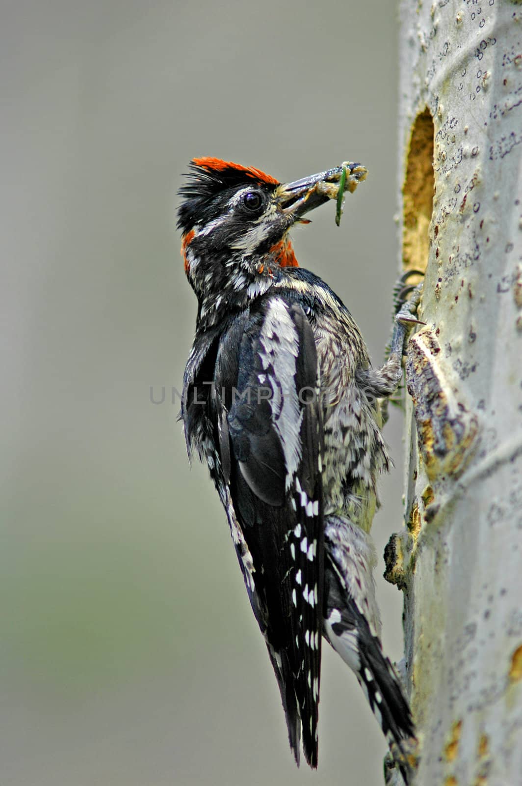 Yellow-bellied Sapsucker (Sphyrapicus varius) by donya_nedomam