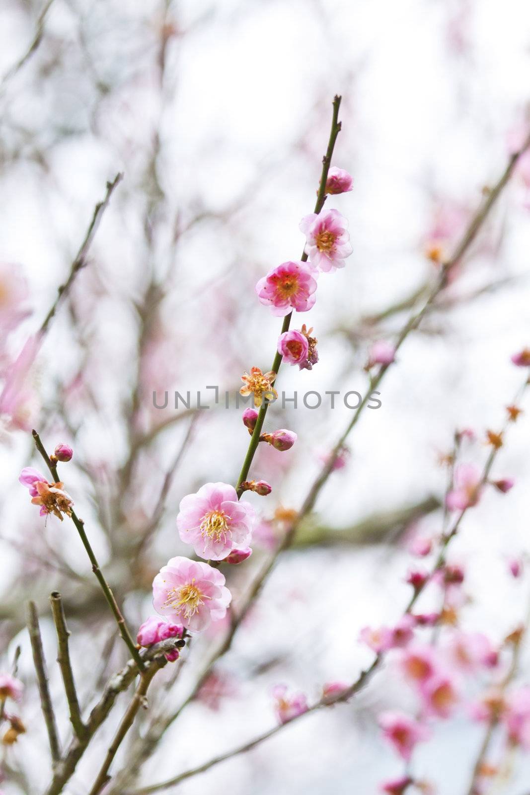 Plum blossoms blooming in spring by kawing921