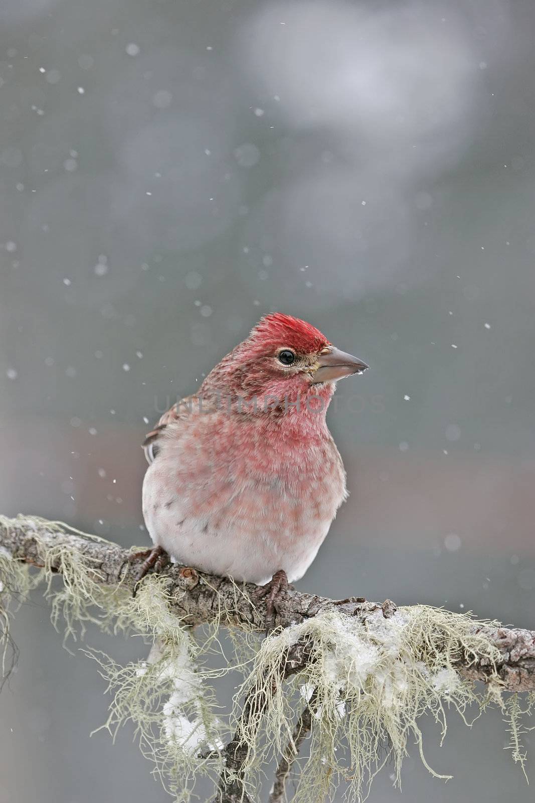 Cassin's Finch male (Carpodacus cassinii) sitting on a stick by donya_nedomam