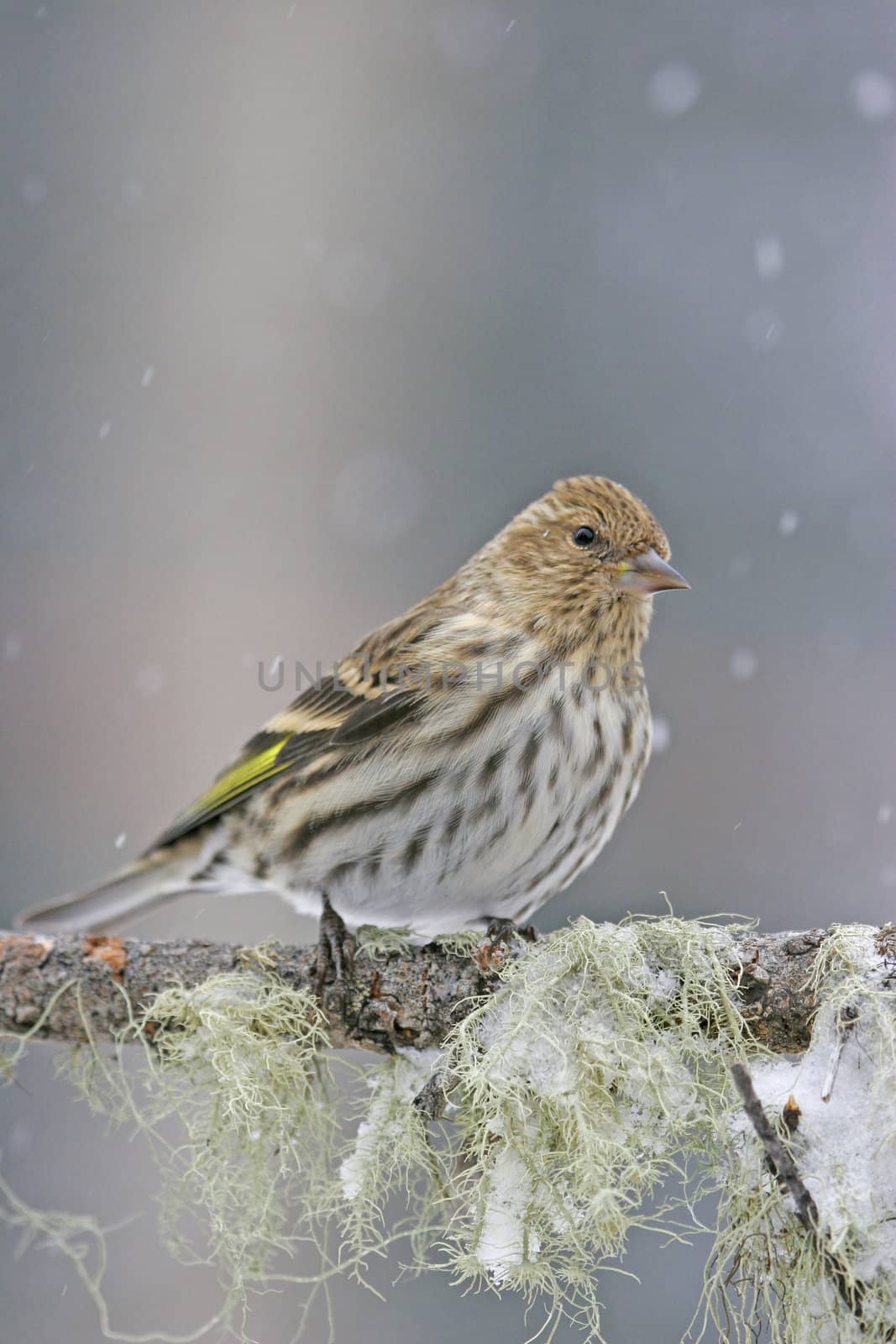 Pine Siskin (Carduelis pinus)