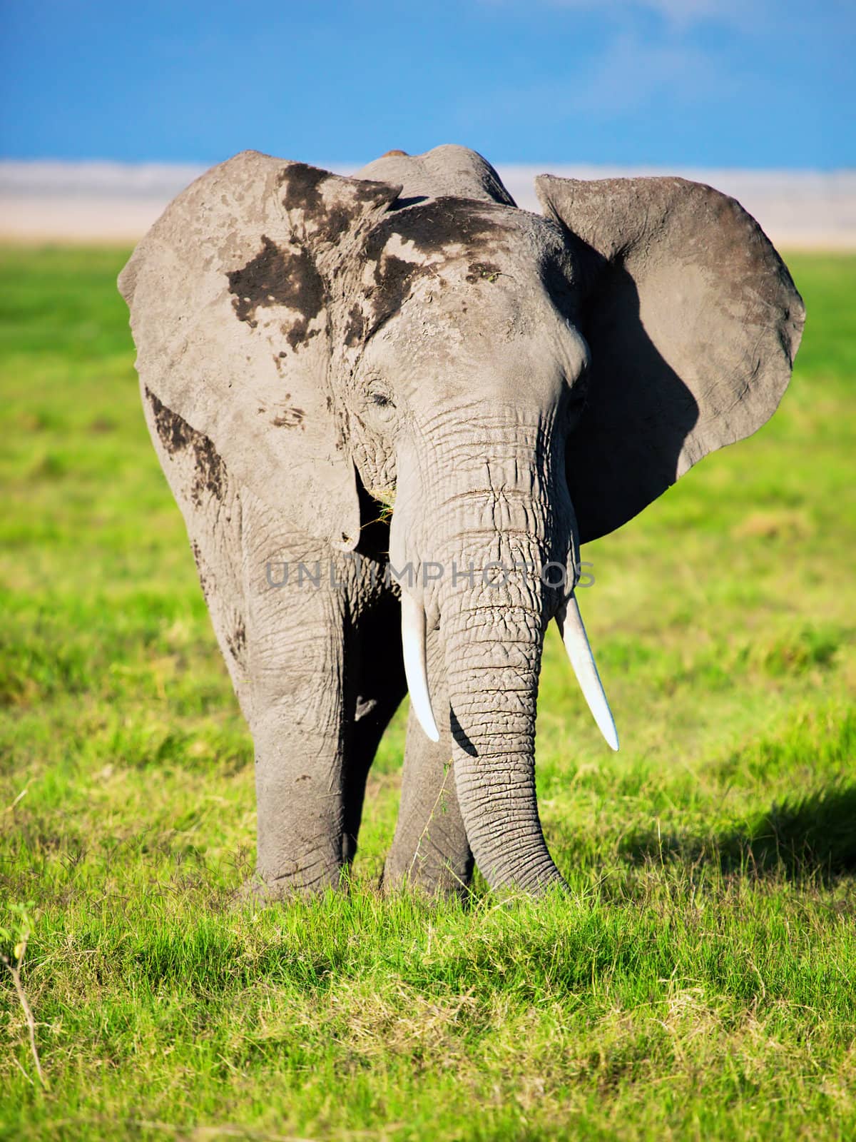 Elephant on savanna. Safari in Amboseli, Kenya, Africa by photocreo
