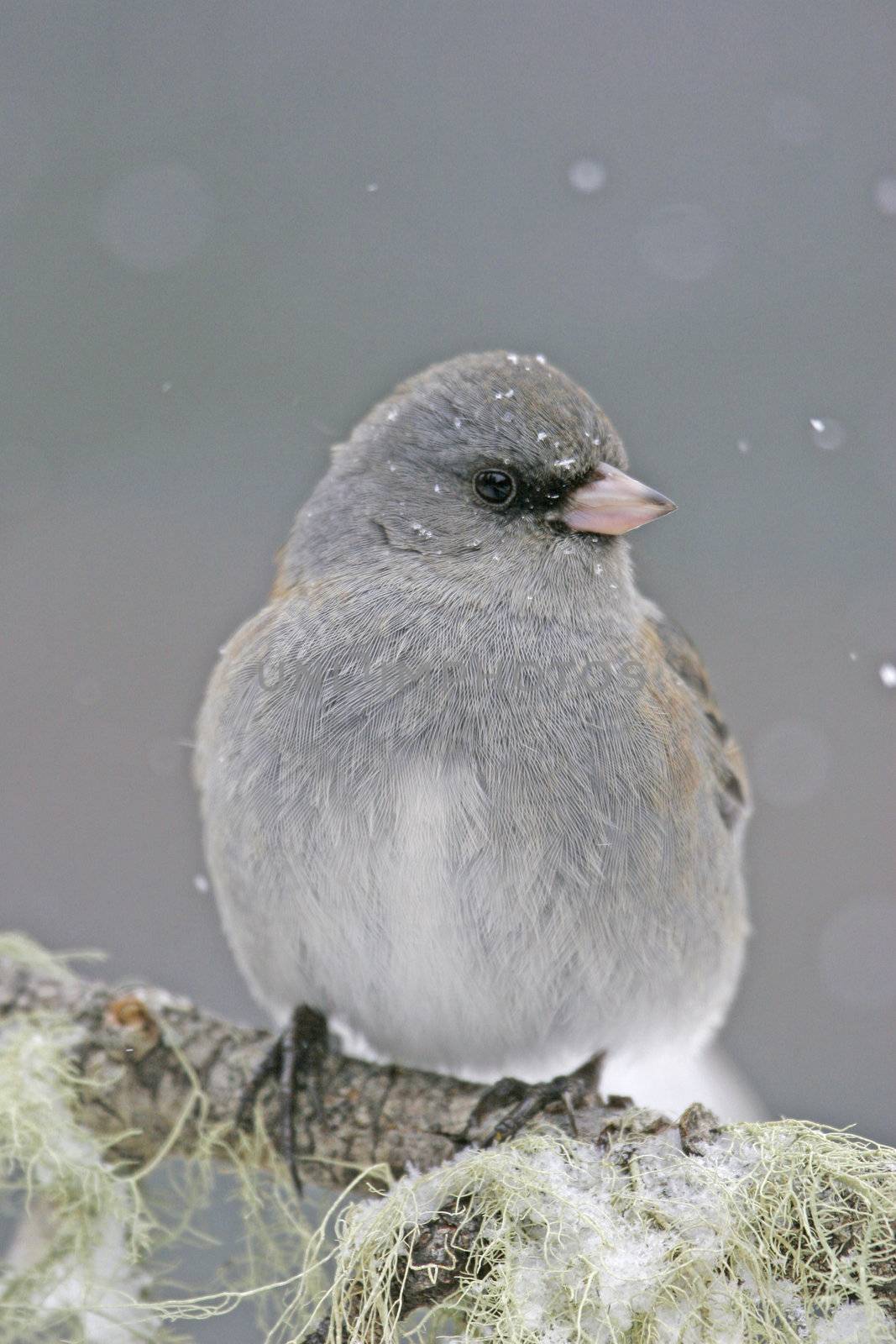 Dark-eyed Junco (Junco hyemalis)