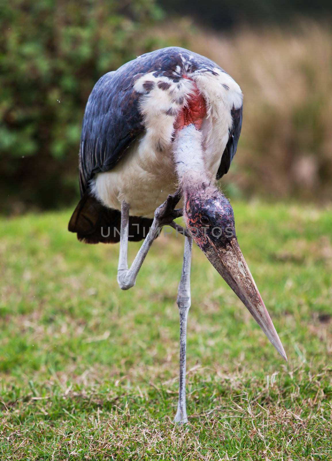 The Marabou Stork bird in Tanzania, Africa