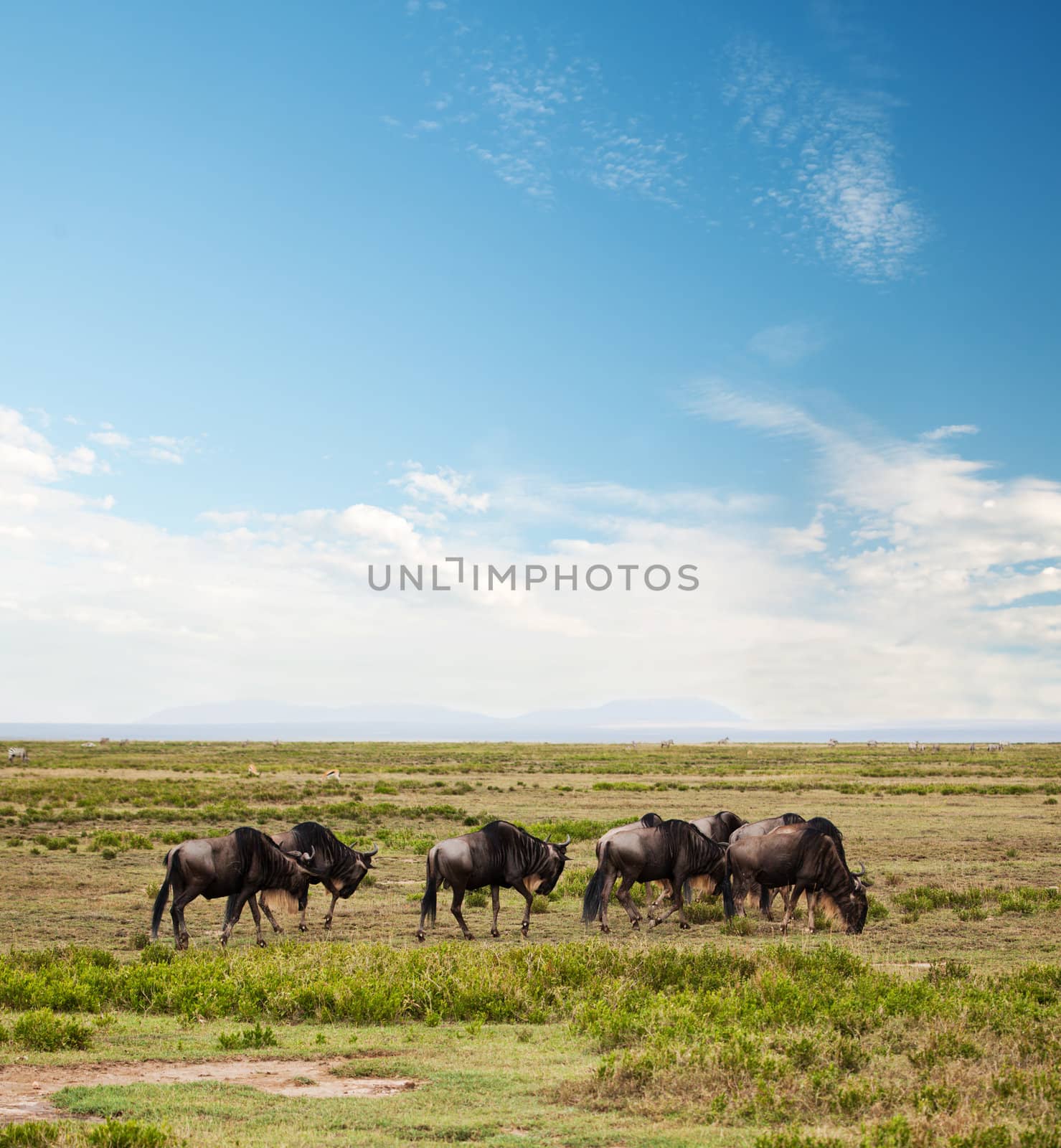 Wildebeest, Gnu on African savanna by photocreo