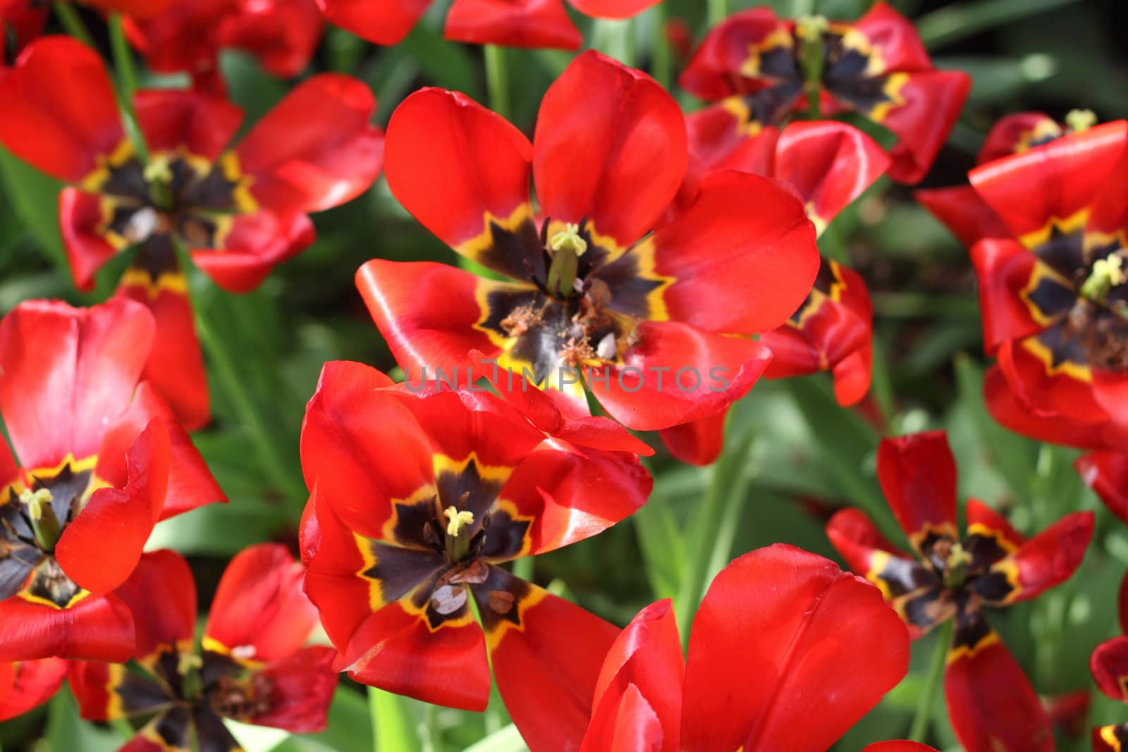 Finish flowering red tulips
