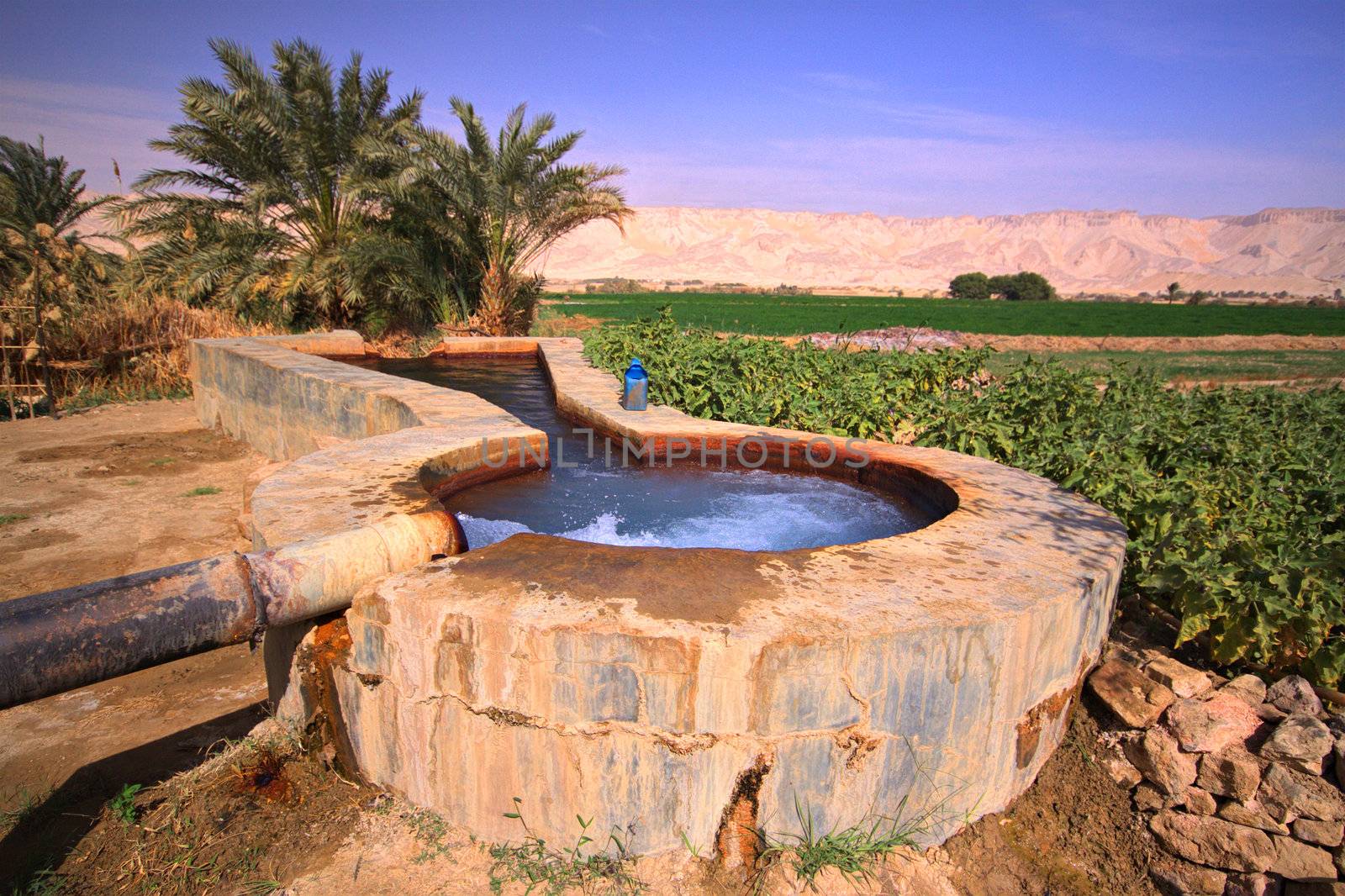 Spring and field in oasis,Egypt