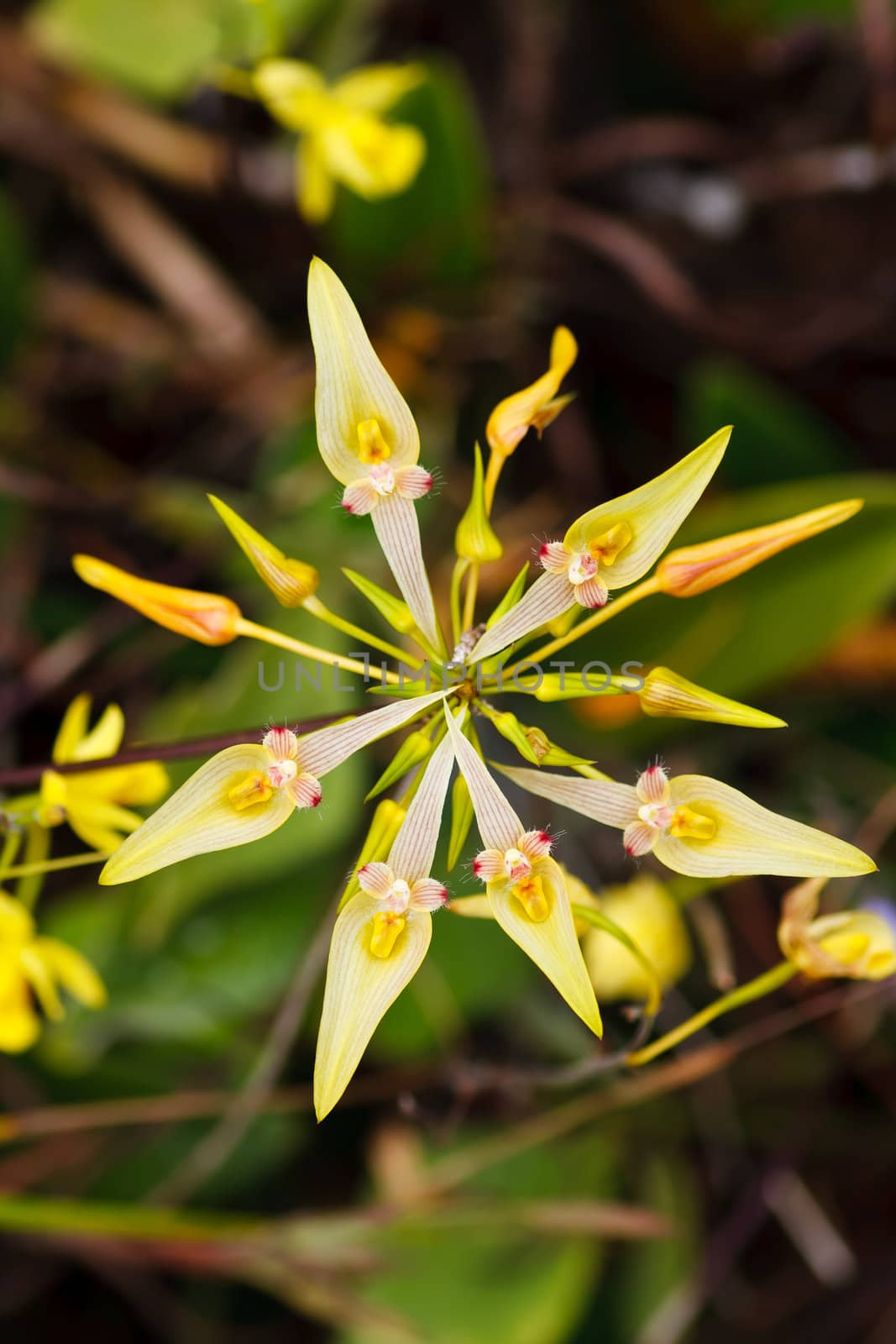 Exotic flowers in forest at National park, Thailand.