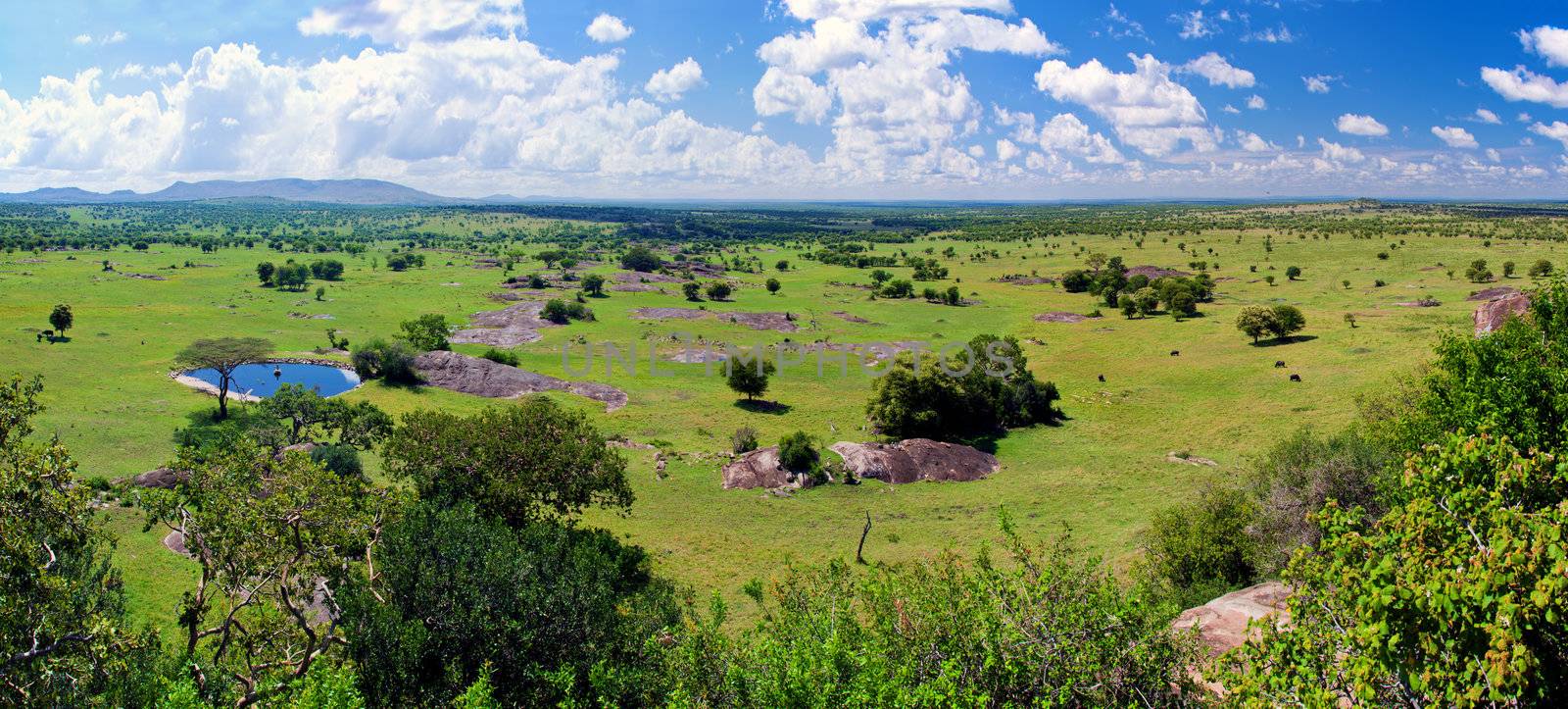 Savanna landscape panorama in Serengeti, Tanzania, Africa
