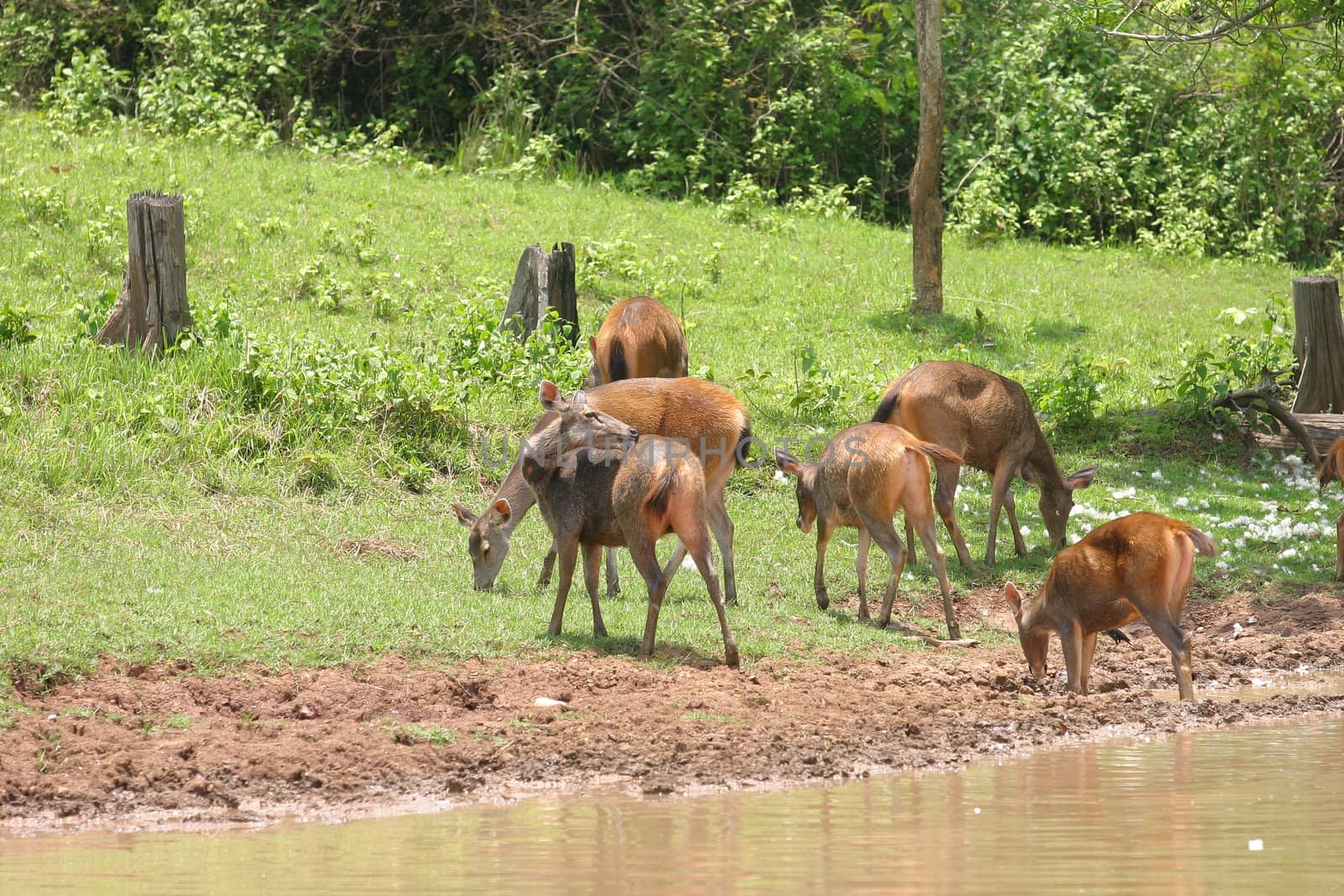 Deer herd in  meadow scene at forest, Thailand.