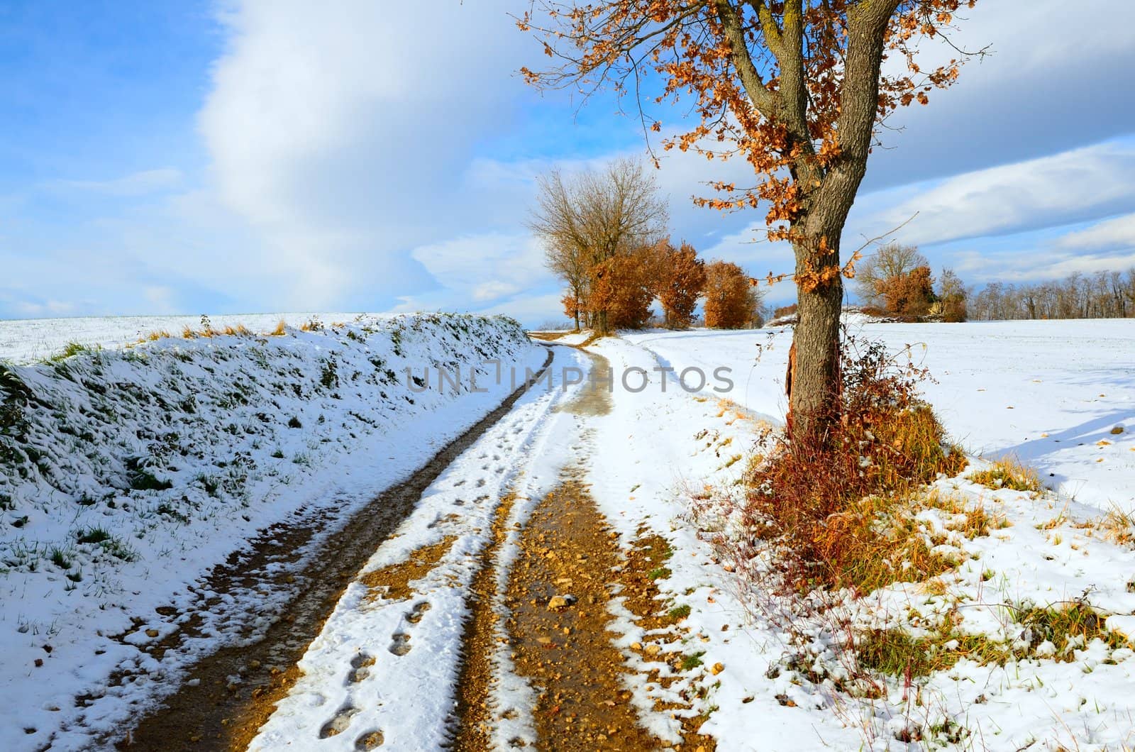 Snowy landscape of a little wood in Tuscany