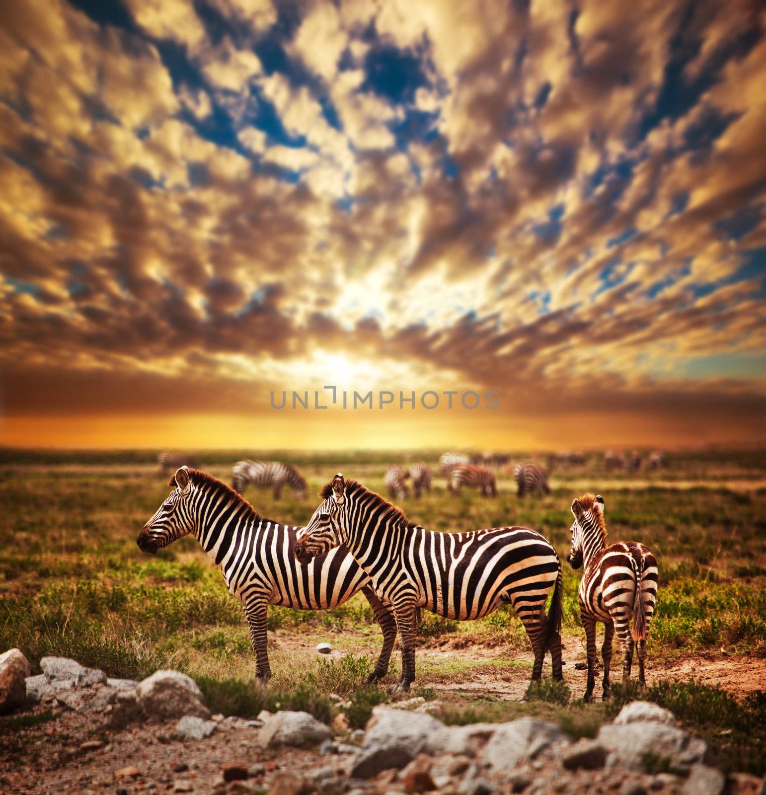 Zebras herd on African savanna at sunset. by photocreo