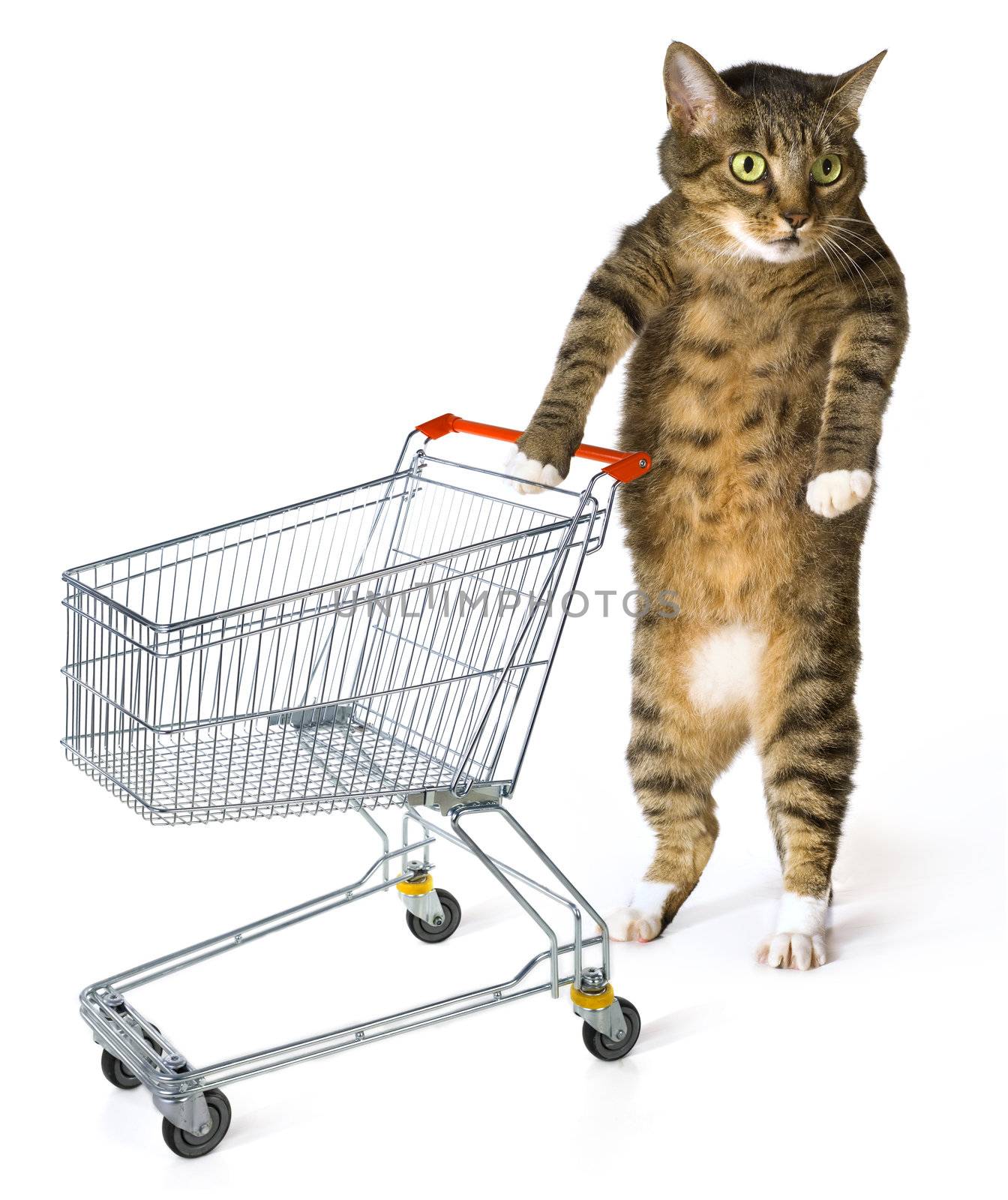 consumer cat with shopping cart on white background