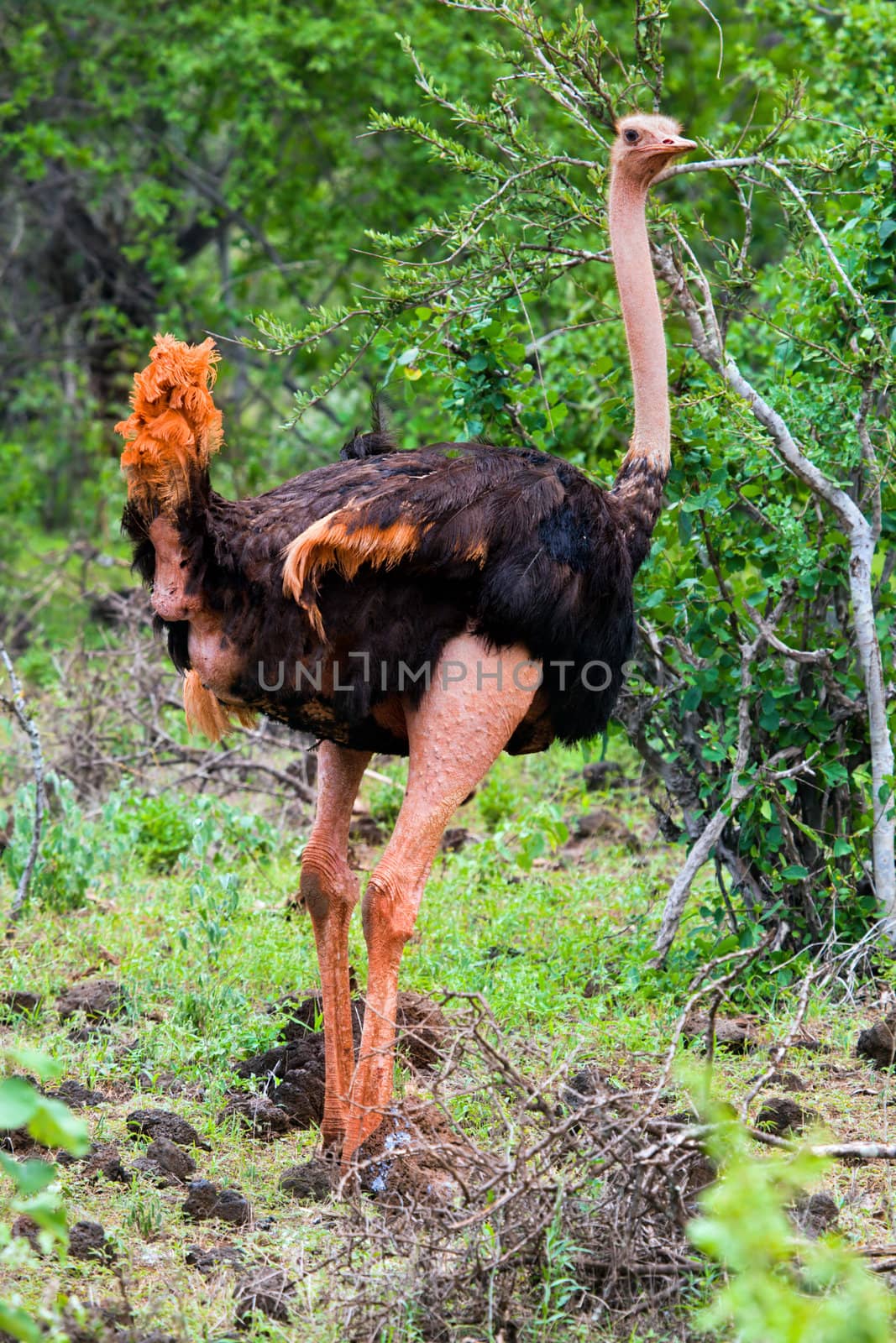 Ostrich in bush in Africa. Safari in Tsavo West, Kenya