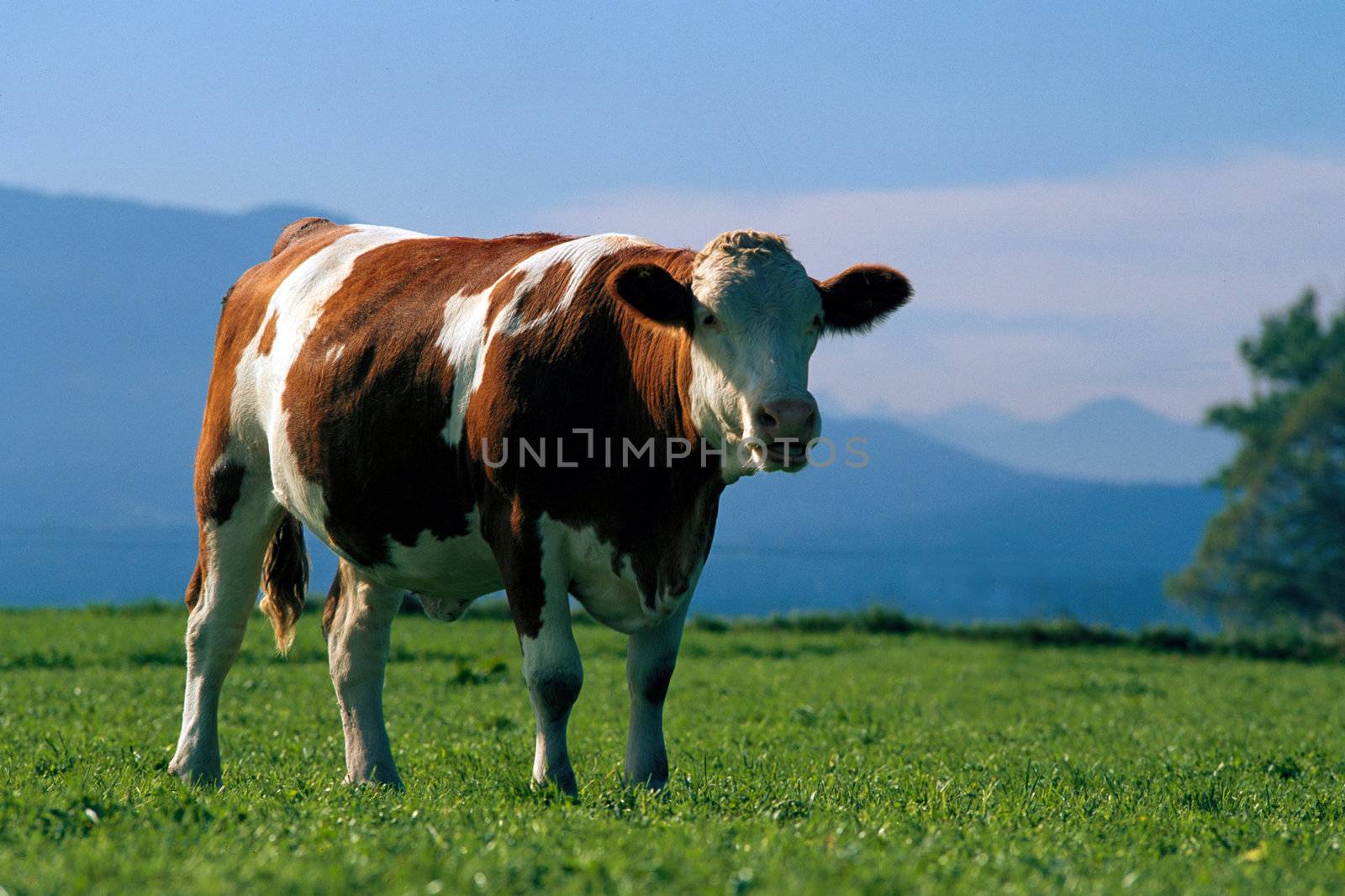 spotty bull on the green field