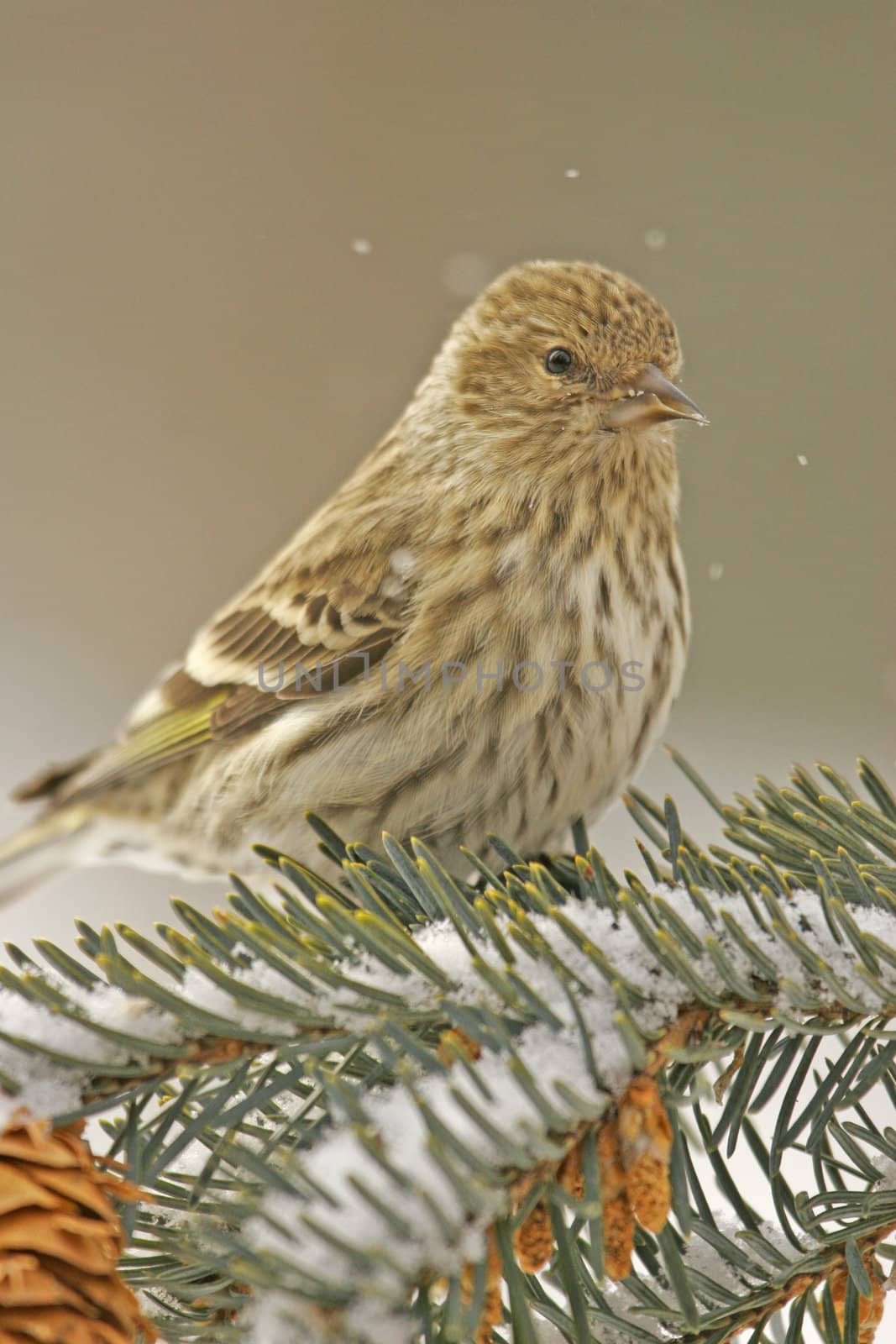 Pine Siskin (Carduelis pinus) by donya_nedomam