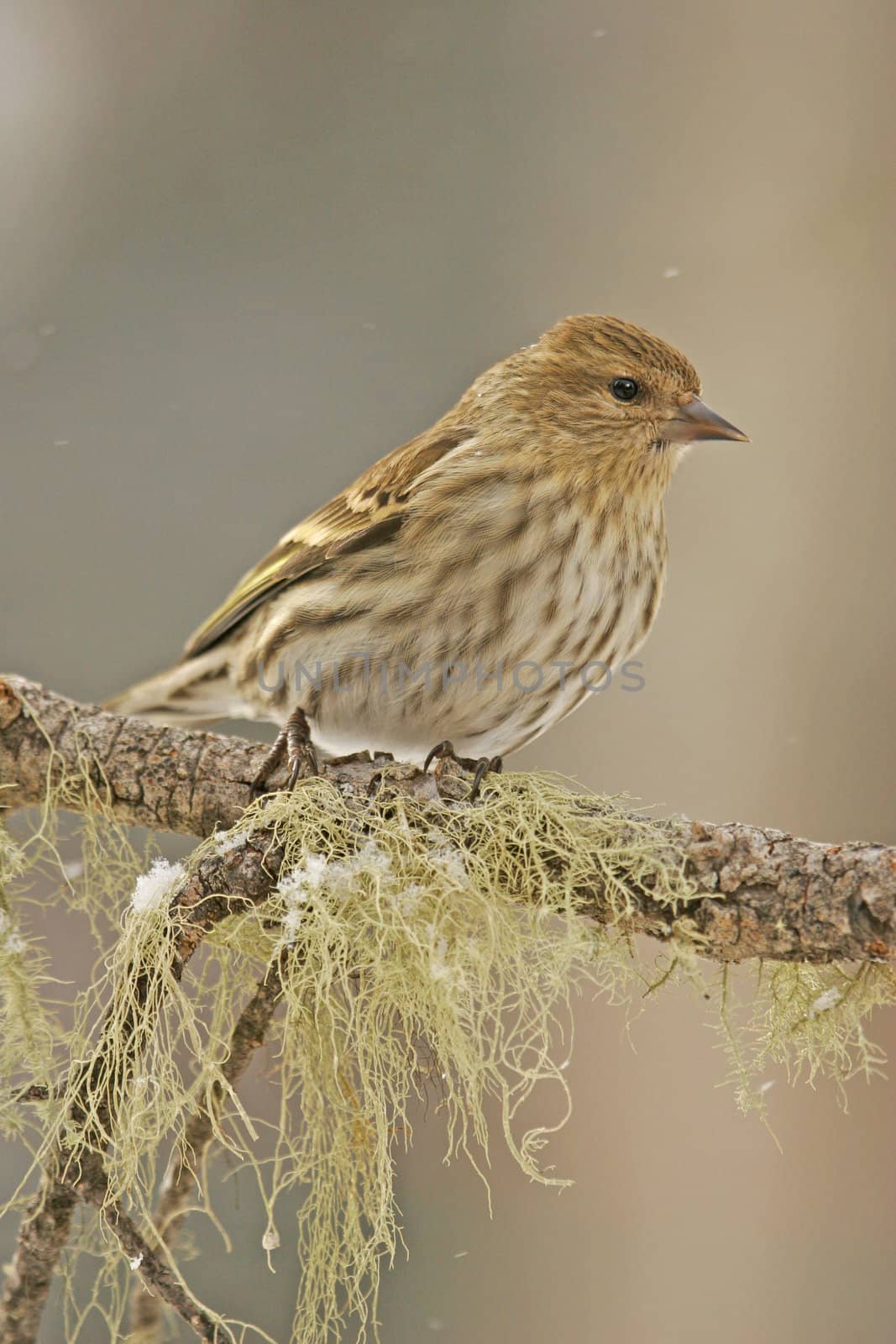 Pine Siskin (Carduelis pinus) by donya_nedomam