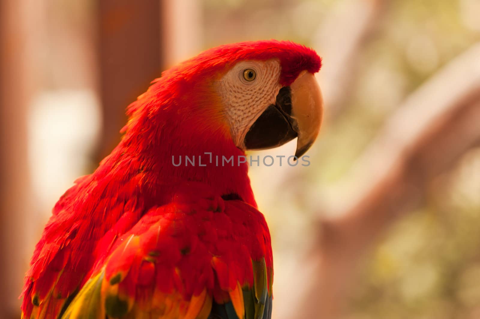A wild red parrot on the tree