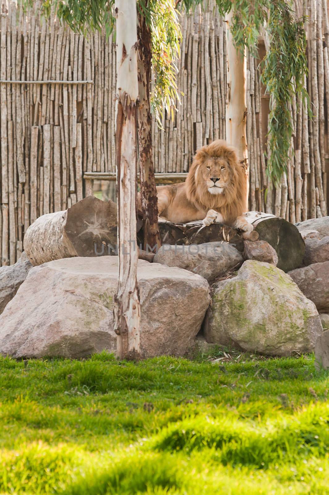 A lion lying on the rocks in wild life park