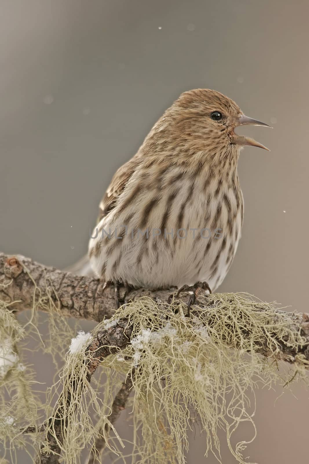 Pine Siskin (Carduelis pinus) by donya_nedomam