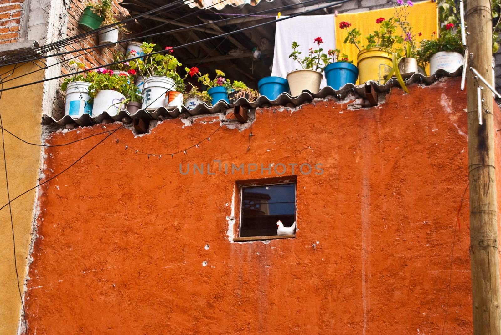 Chicken in window Mexican house by emattil