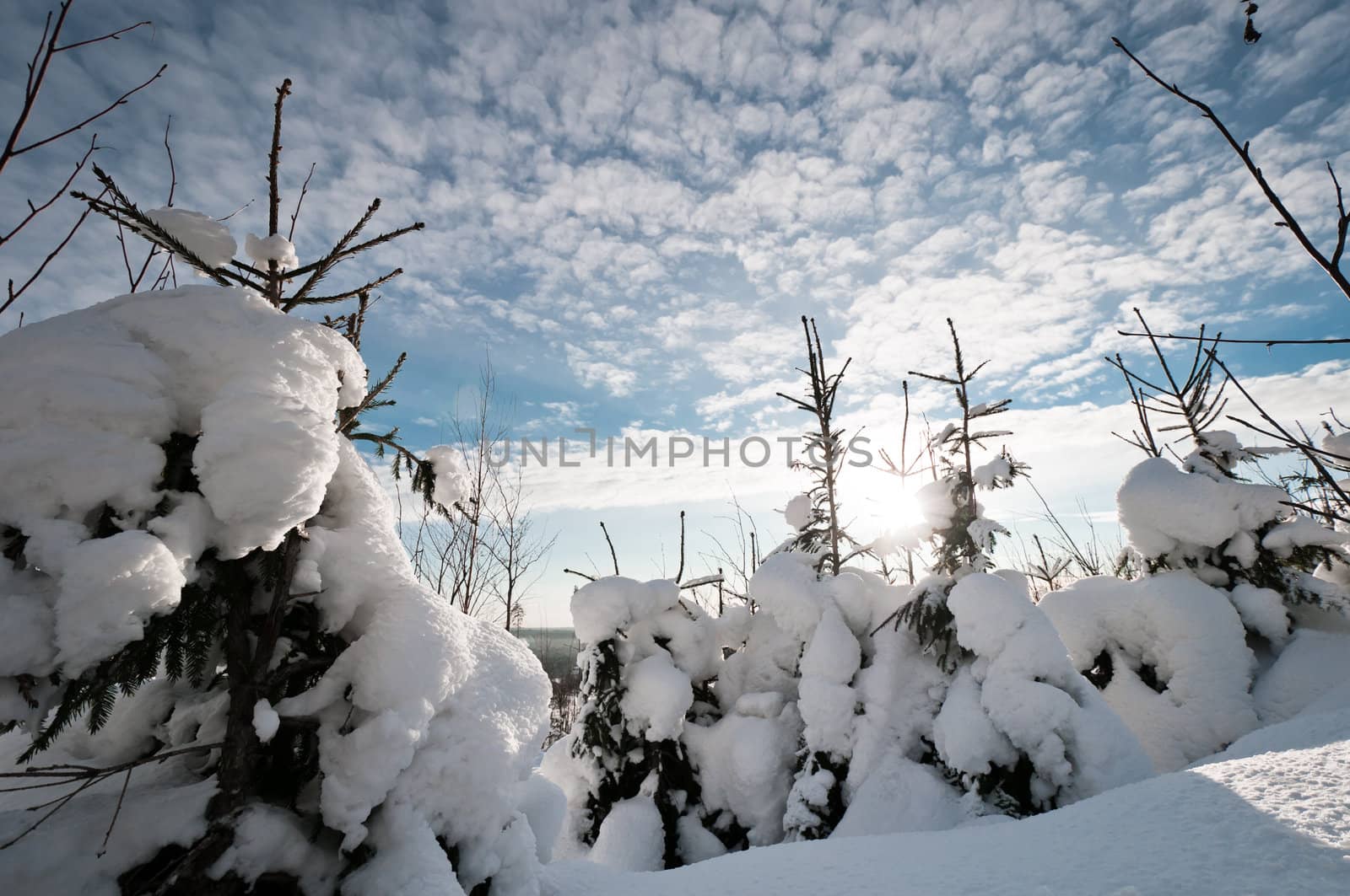 Small snow covered spruces with beautiful cloudscape on background