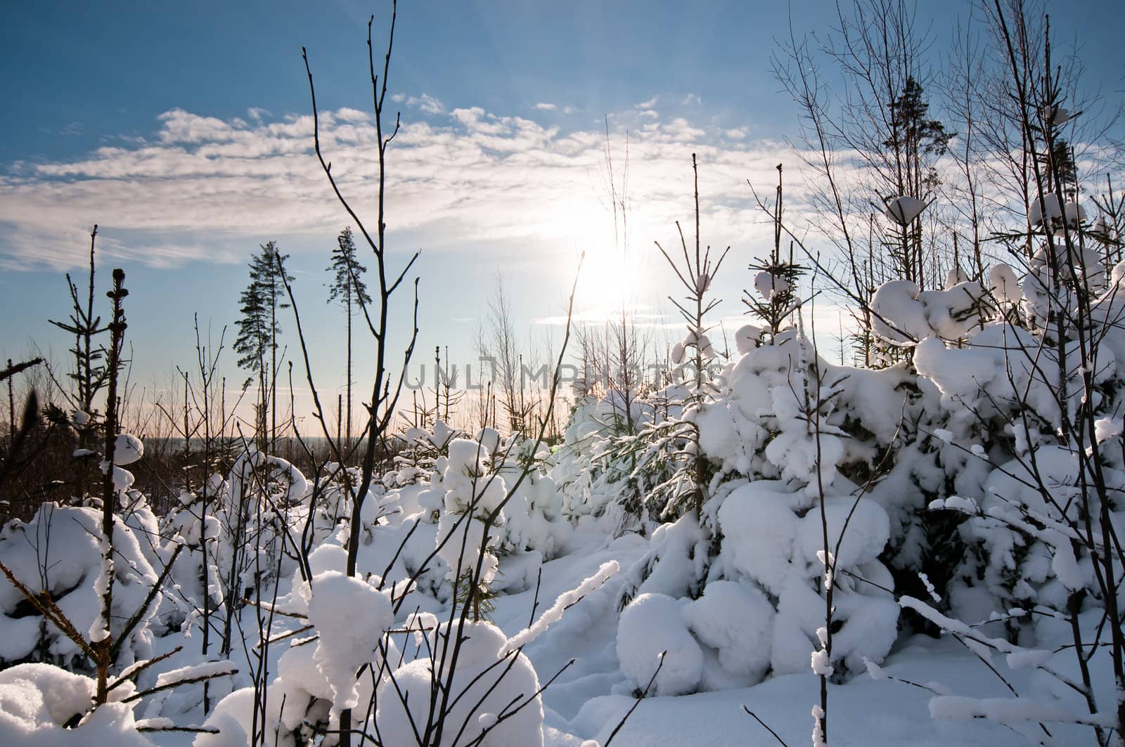 Small snow covered spruces with beautiful sunlight on background