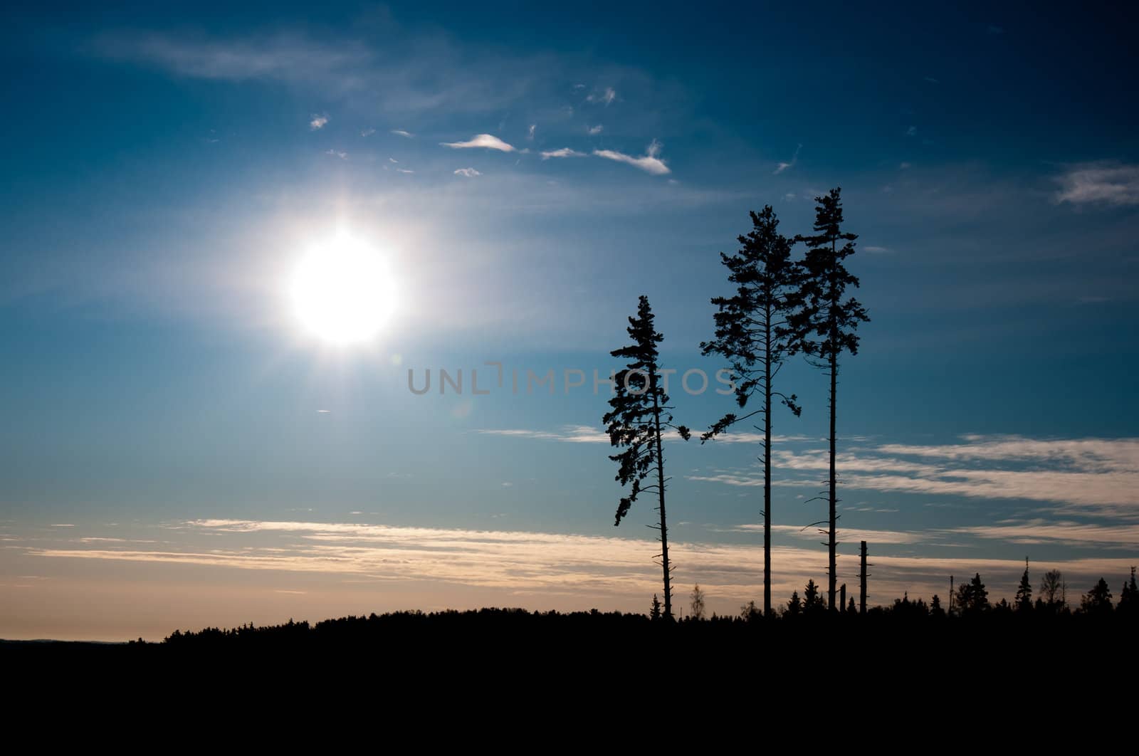 Three pines and the sun by dmitryelagin