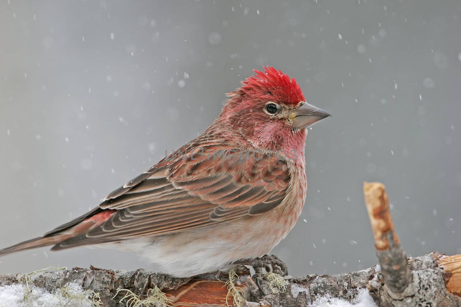 Cassin's Finch male (Carpodacus cassinii) sitting on a stick