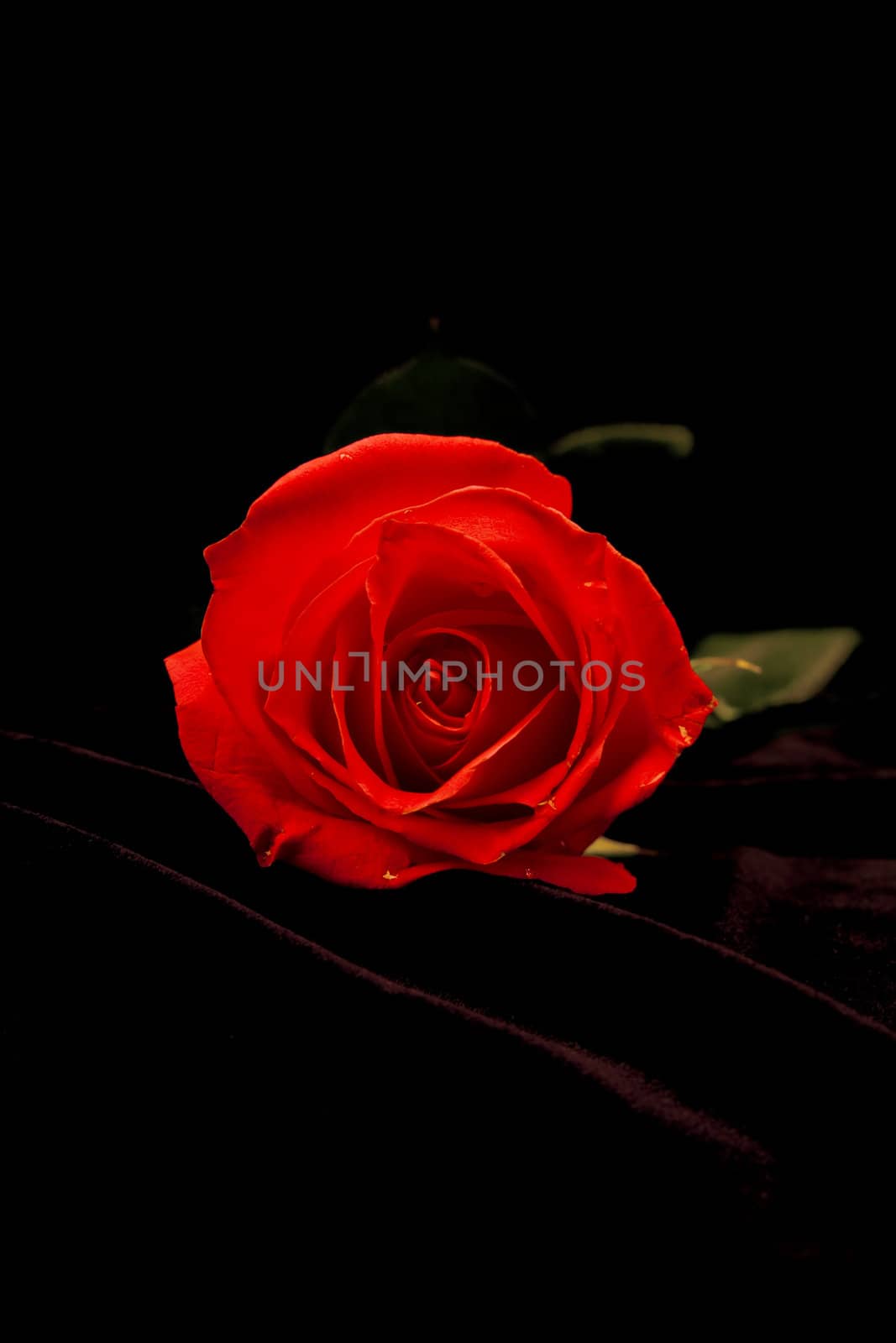 Beautiful red rose by Serp