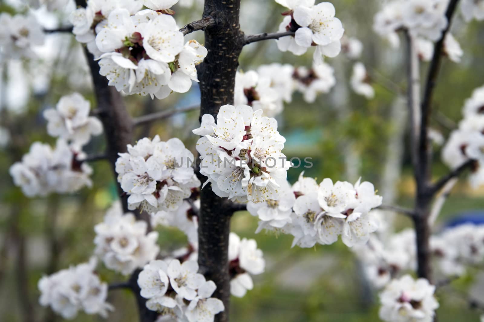 flowering branch of tree is in spring on a blurred background