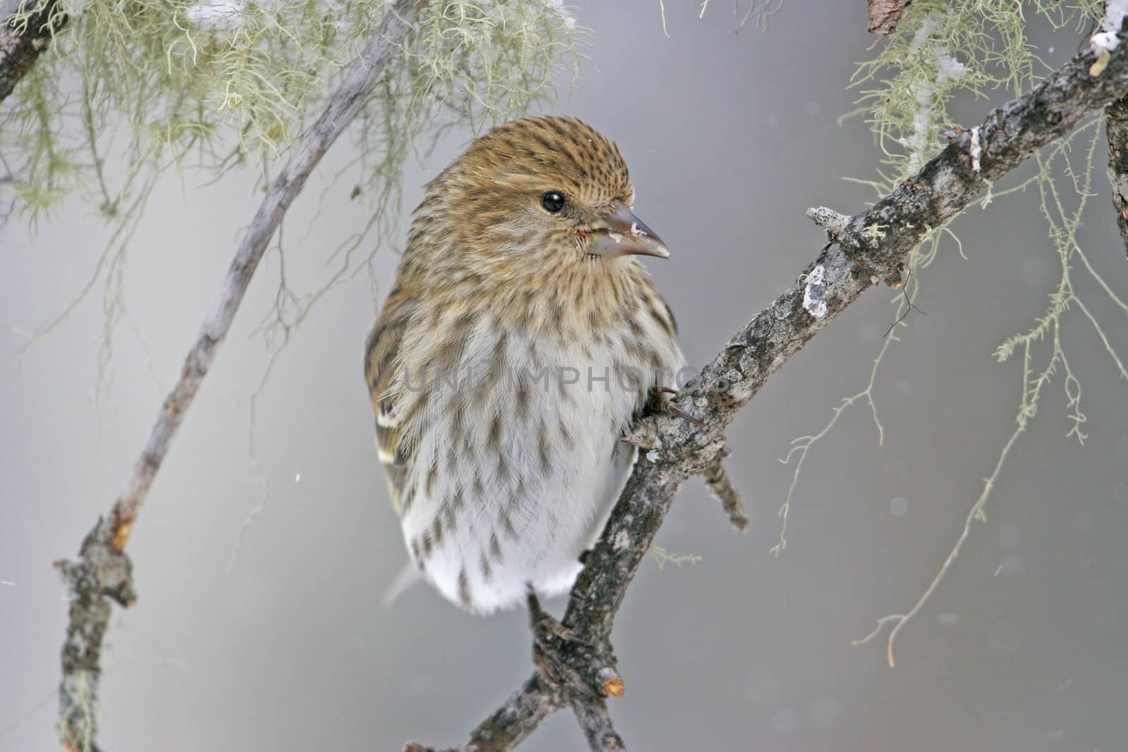 Pine Siskin (Carduelis pinus)