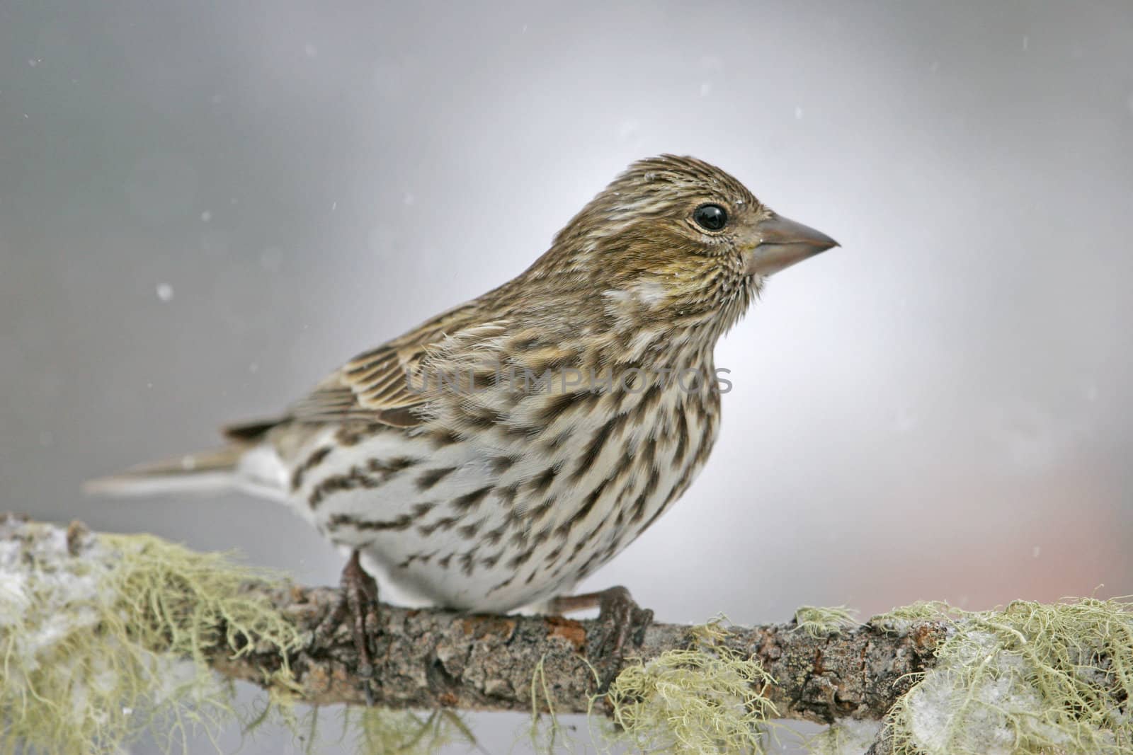 Cassin's Finch female (Carpodacus cassinii)