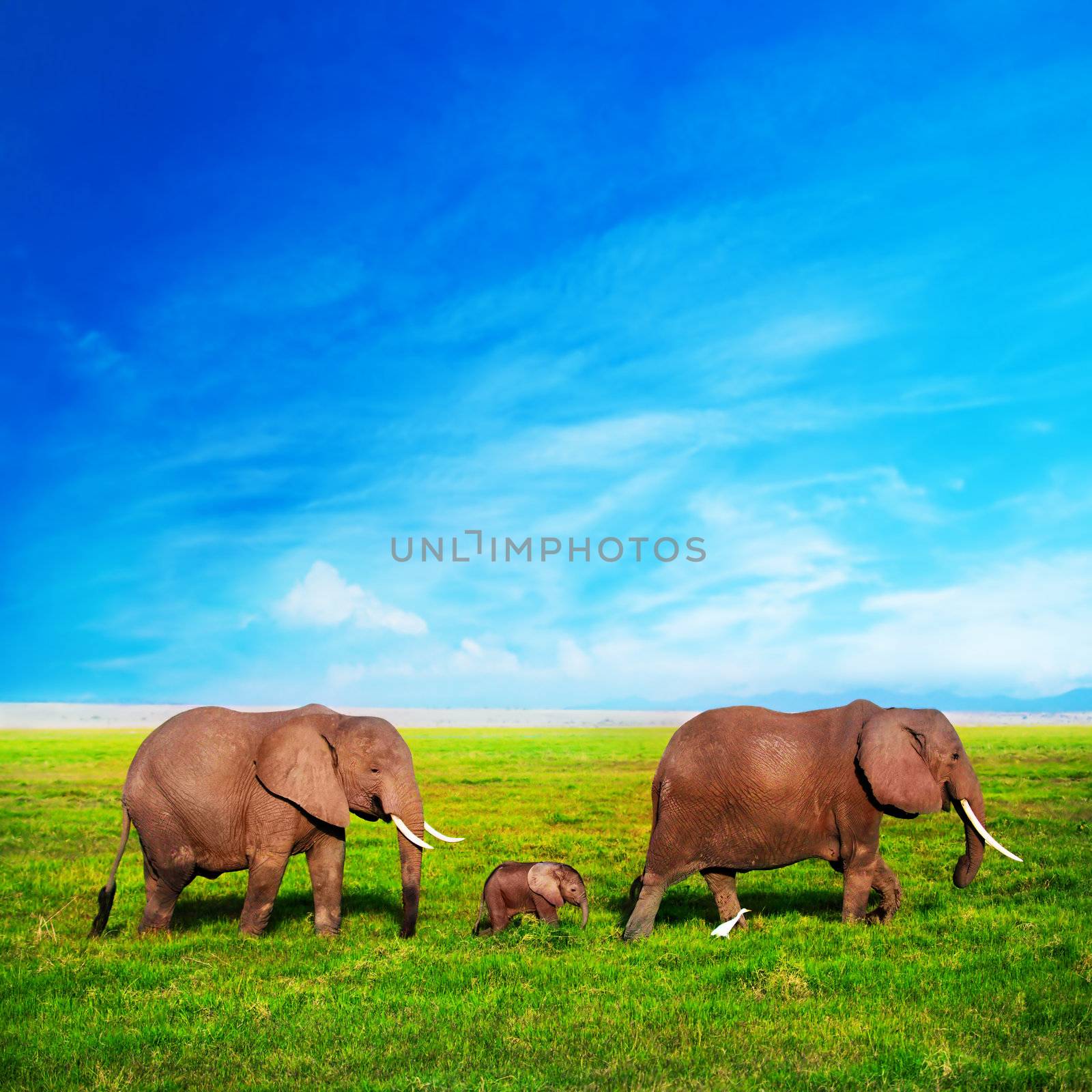 Elephants family on savanna. Safari in Amboseli, Kenya, Africa by photocreo