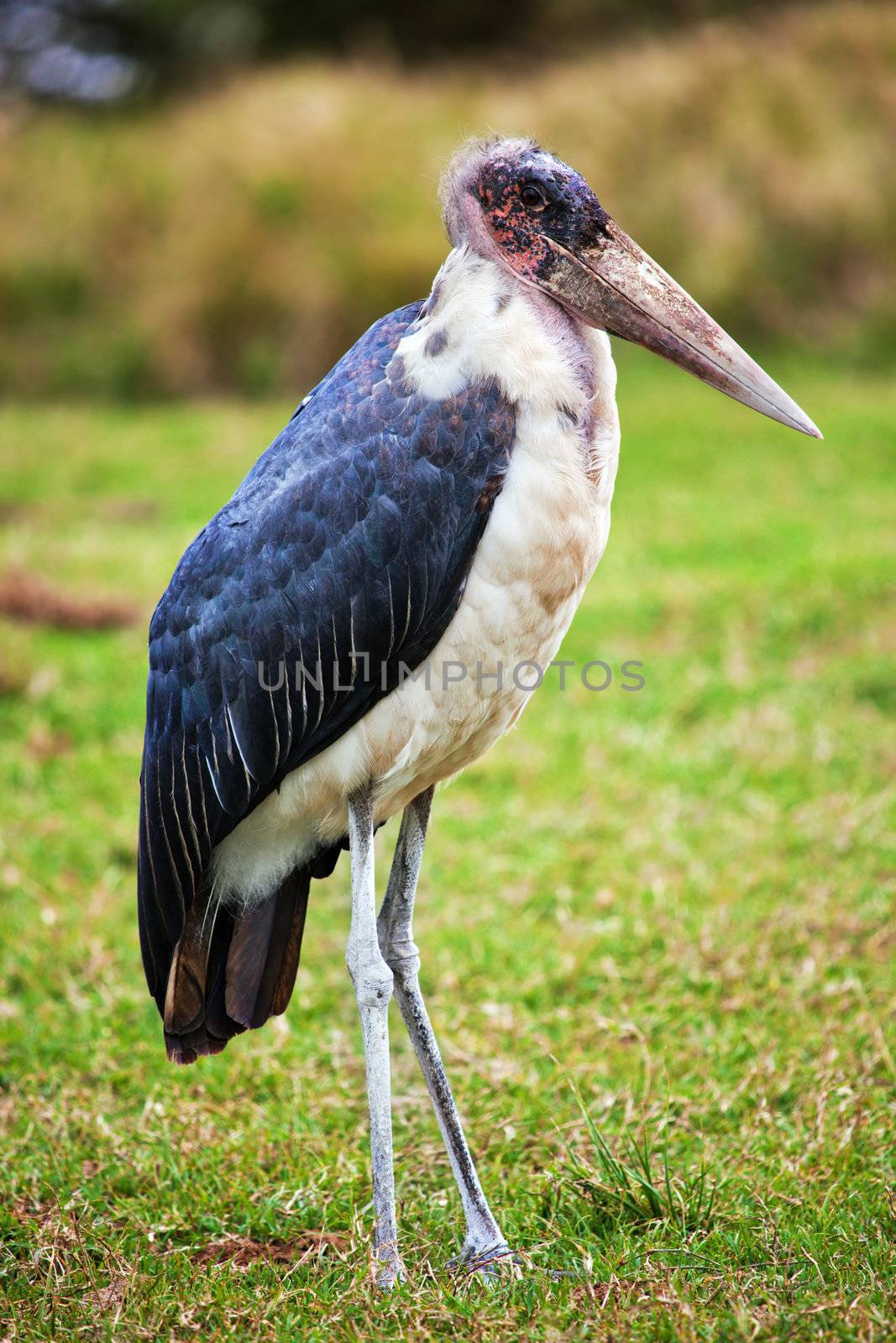 The Marabou Stork in Tanzania, Africa by photocreo