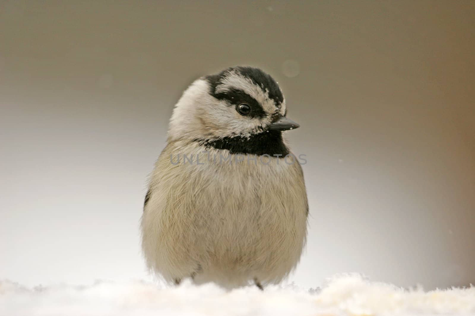 Mountain Chickadee (Poecile gambeli)