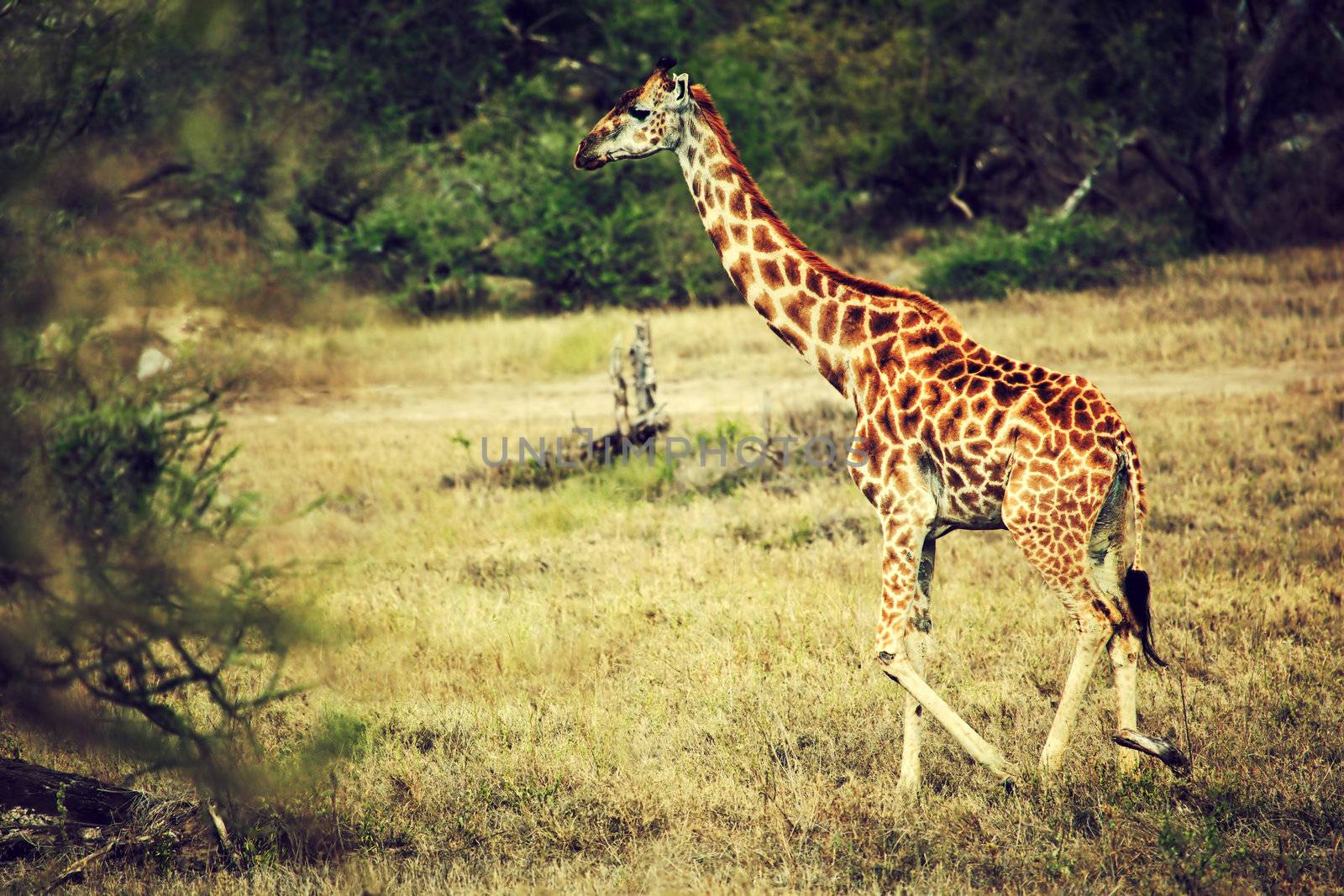 Giraffe on African savanna. Safari in Tanzania